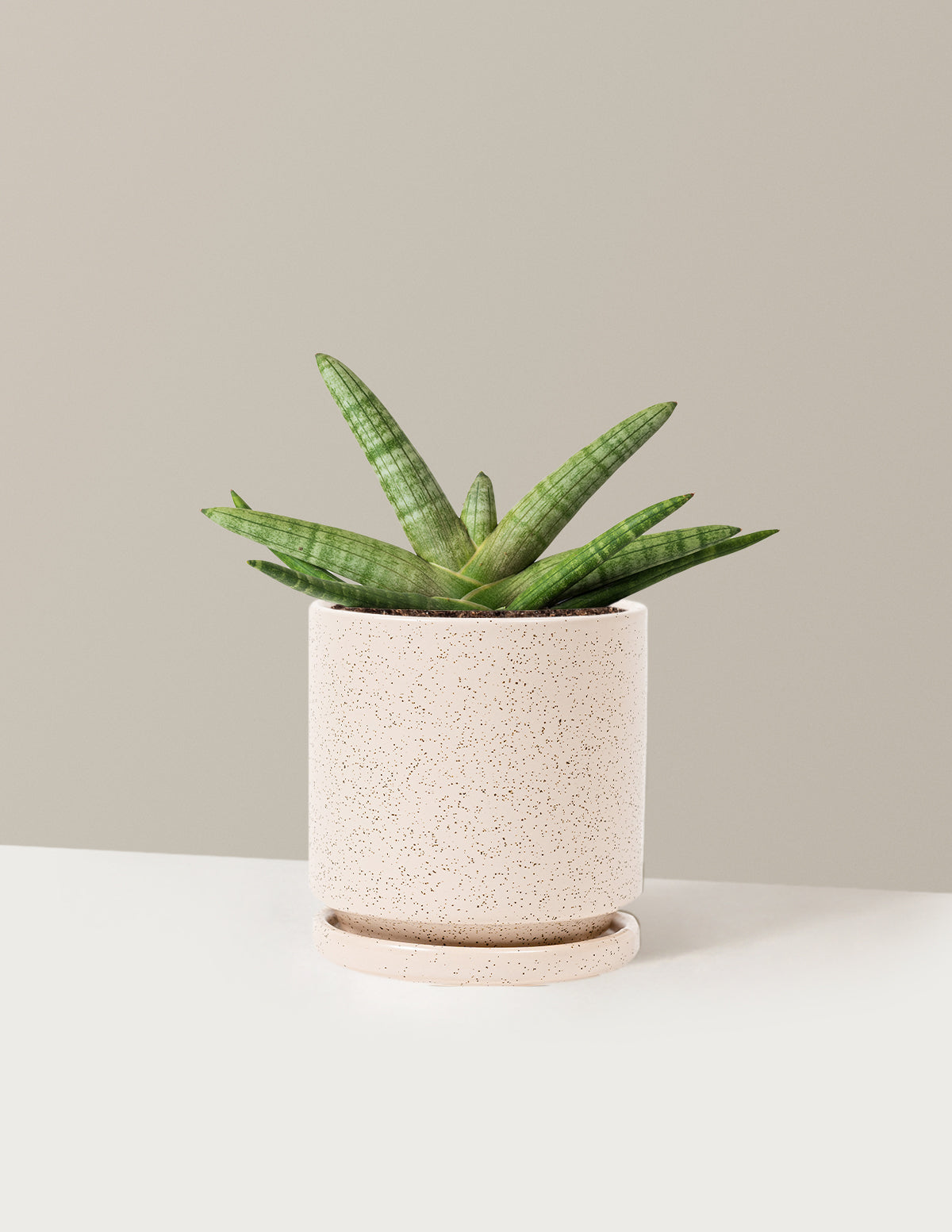 Yıldız Paşa Kılıcı (Snake Plant Starfish)