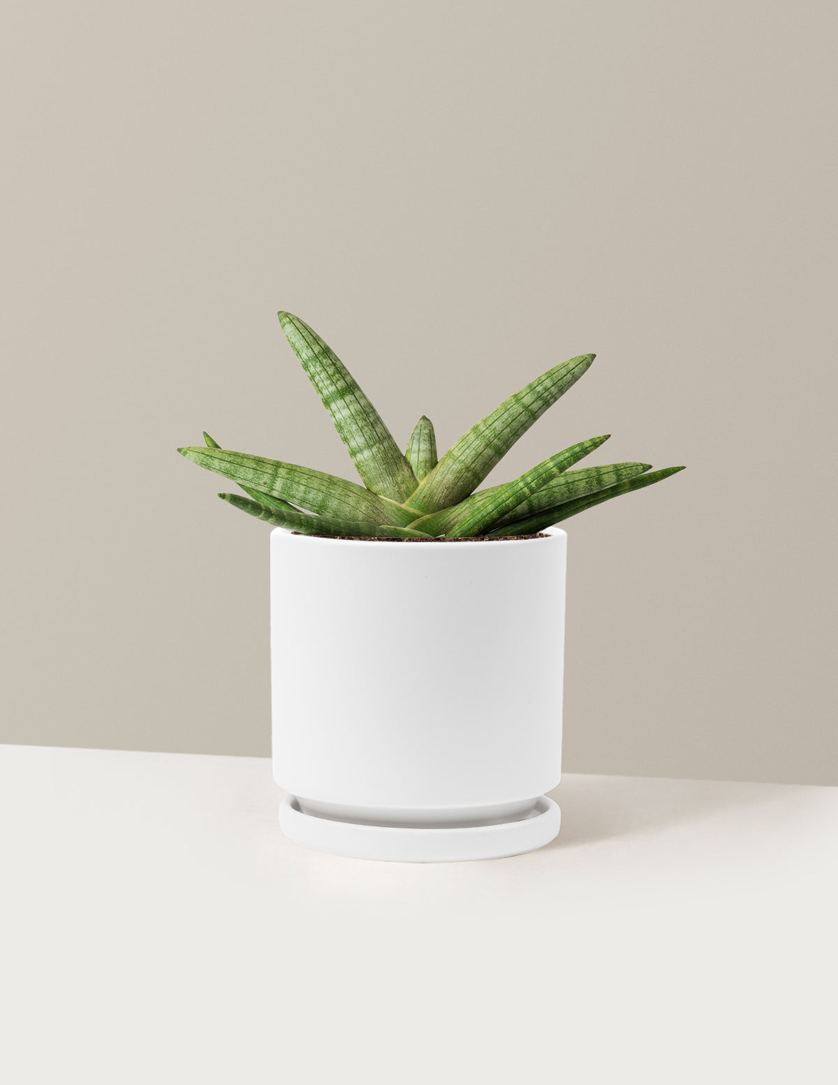 Yıldız Paşa Kılıcı (Snake Plant Starfish)