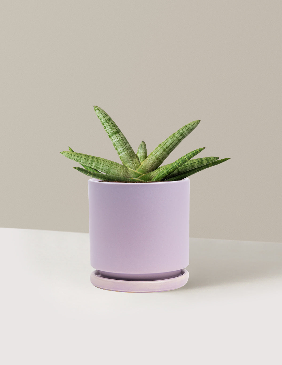 Yıldız Paşa Kılıcı (Snake Plant Starfish)
