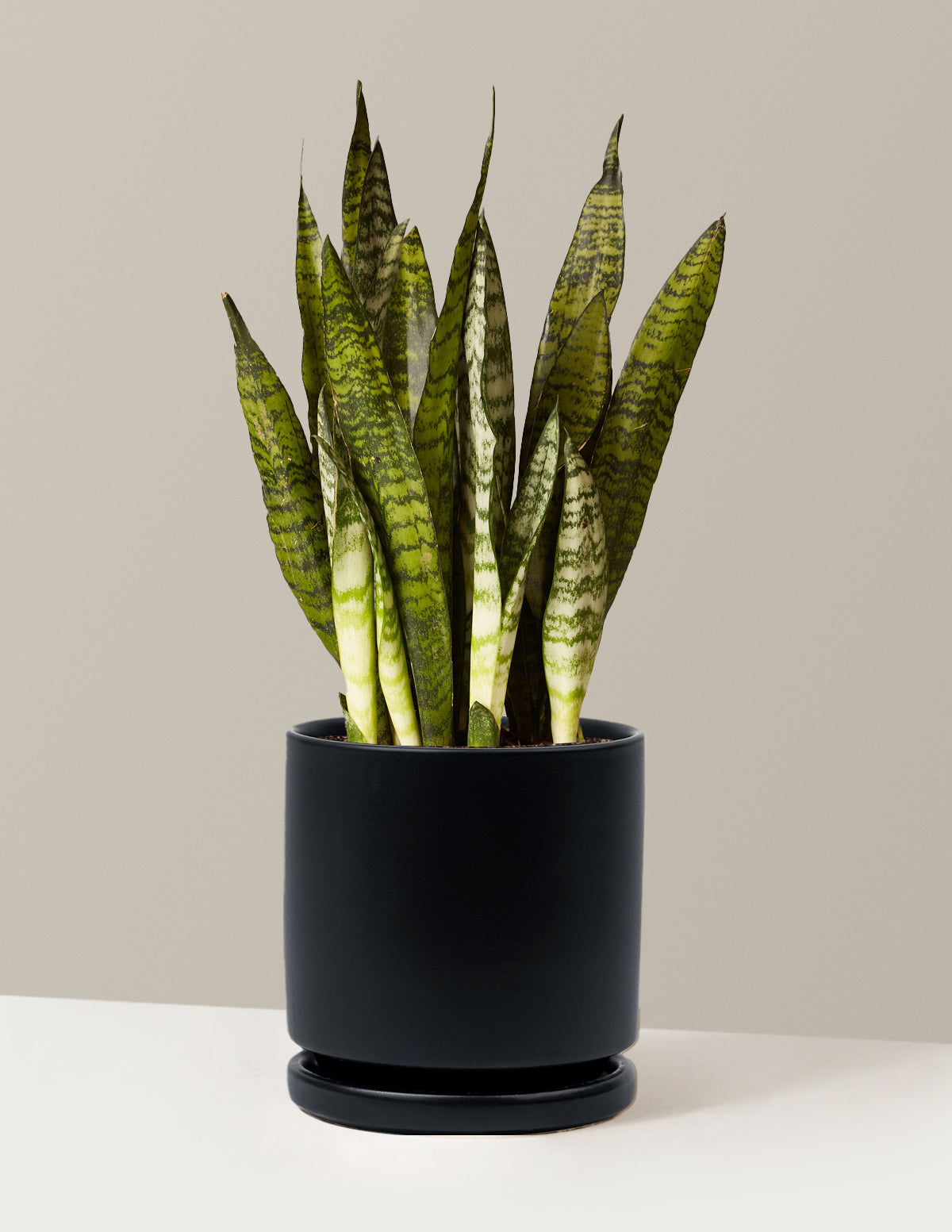 Paşa Kılıcı (Snake Plant) Zeylanica