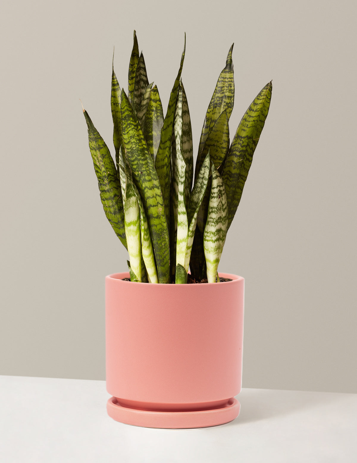 Paşa Kılıcı (Snake Plant) Zeylanica