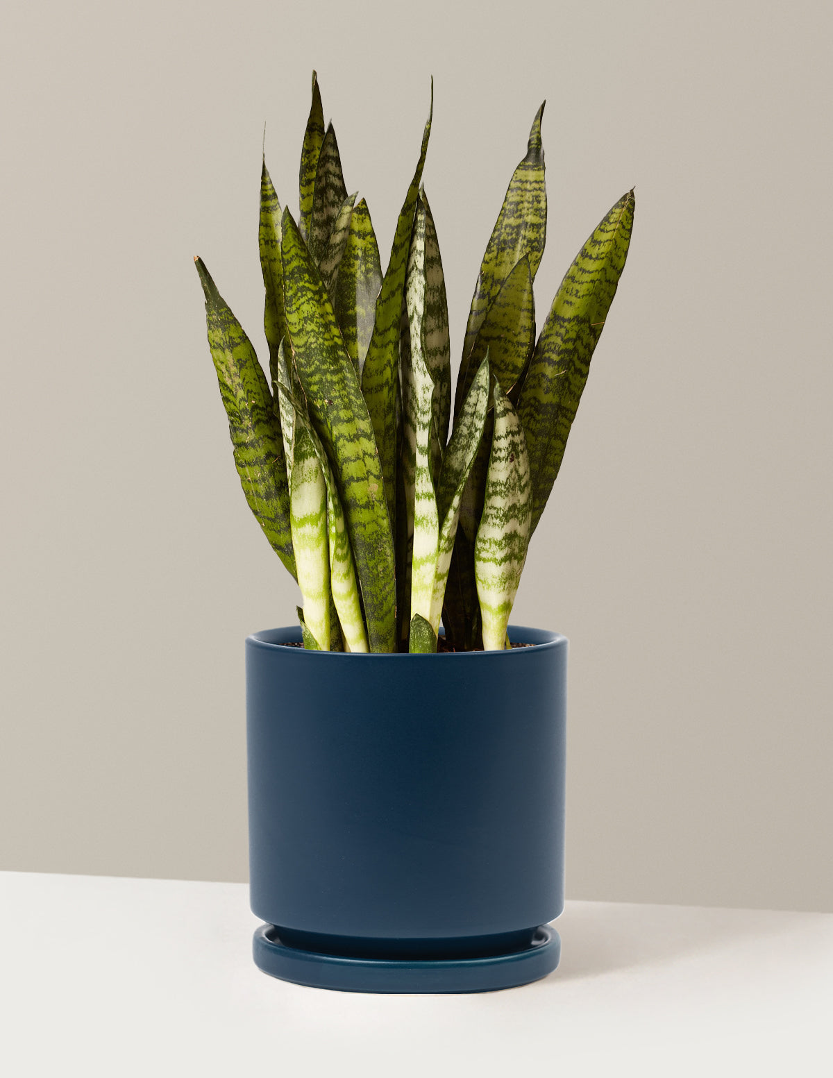 Paşa Kılıcı (Snake Plant) Zeylanica