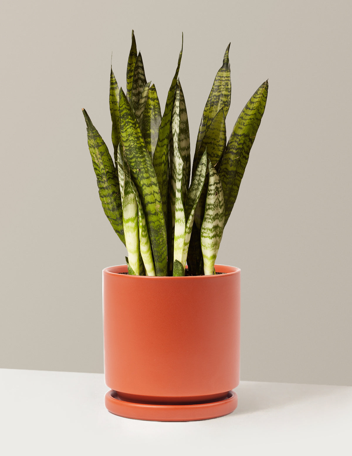 Paşa Kılıcı (Snake Plant) Zeylanica