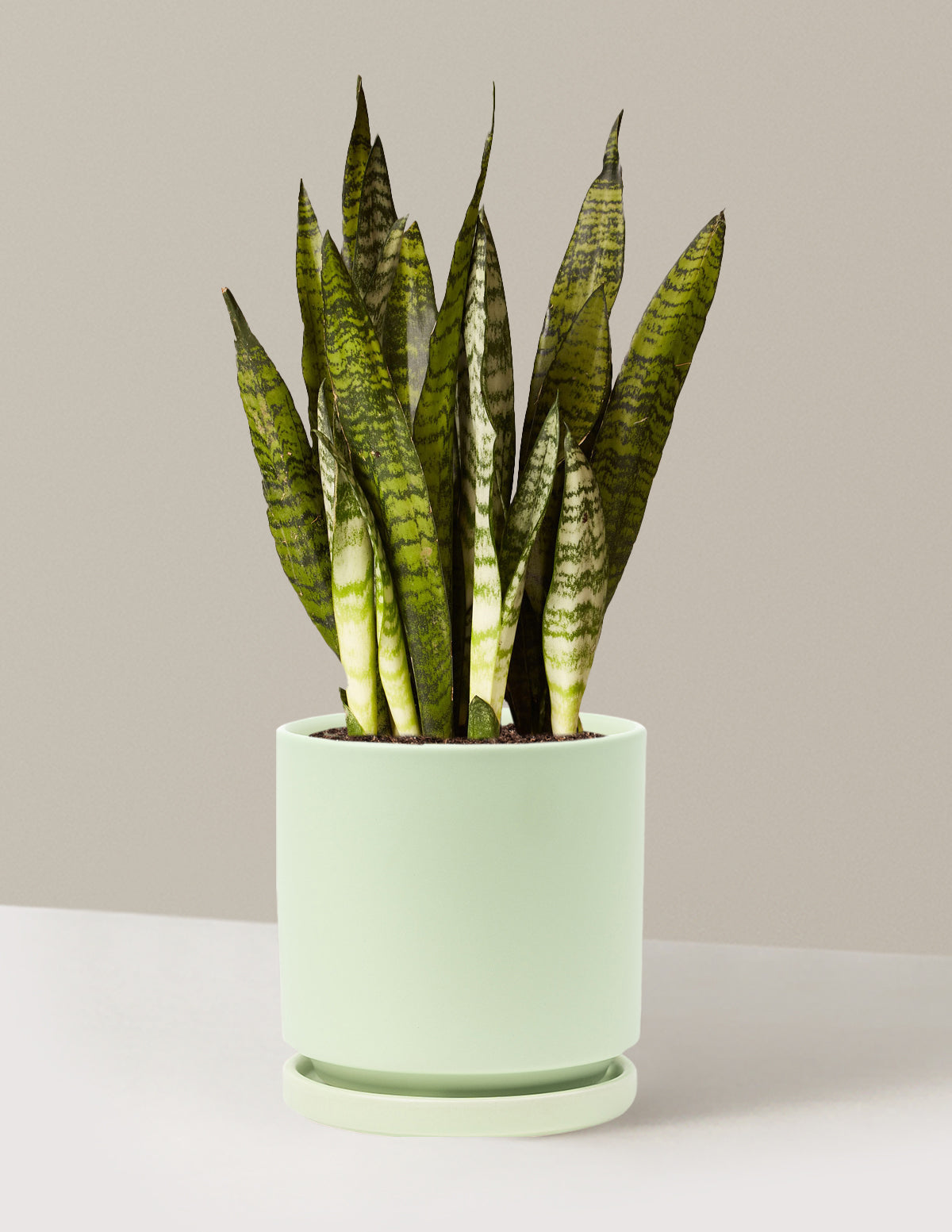 Paşa Kılıcı (Snake Plant) Zeylanica