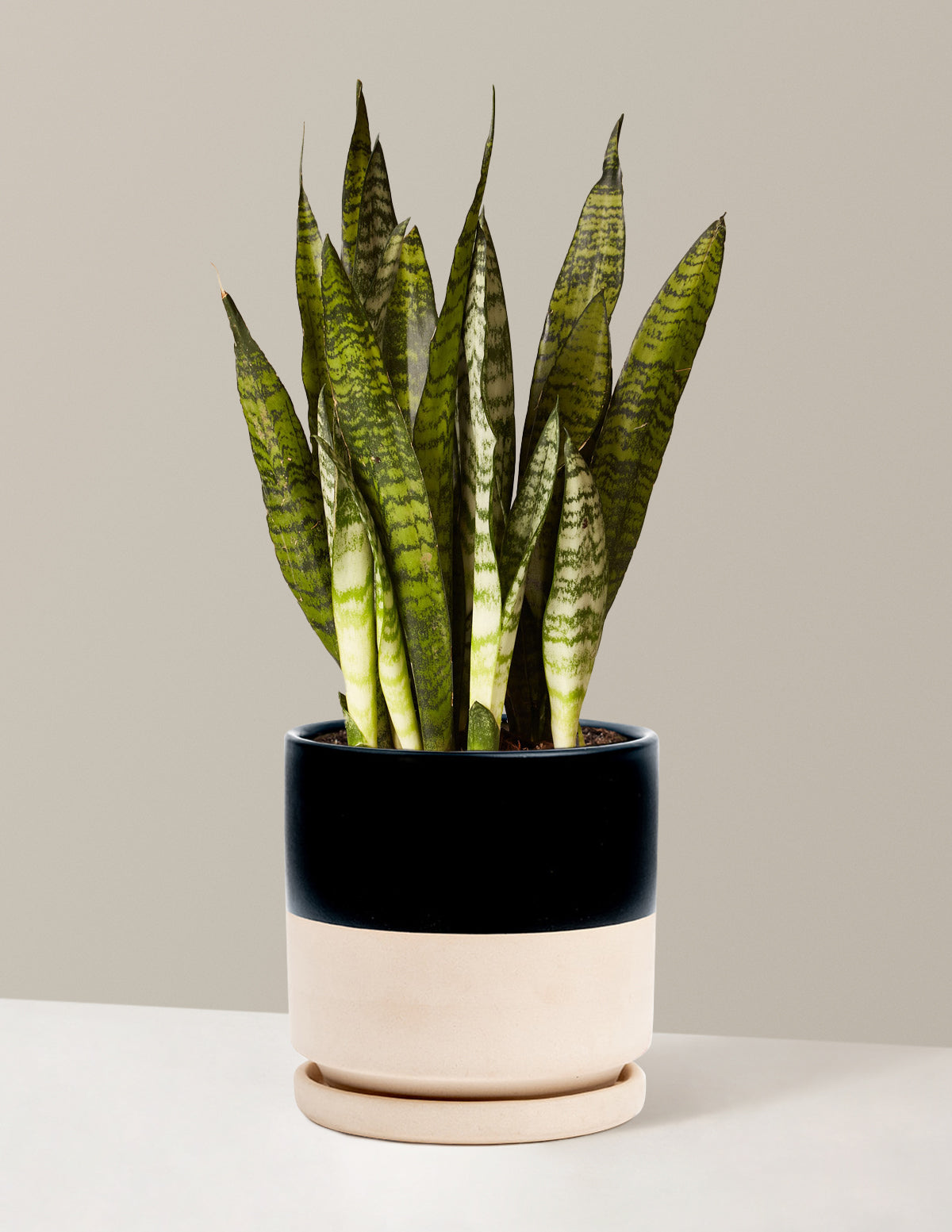 Paşa Kılıcı (Snake Plant) Zeylanica