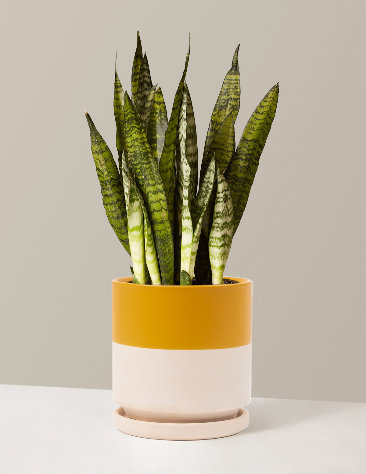 Paşa Kılıcı (Snake Plant) Zeylanica