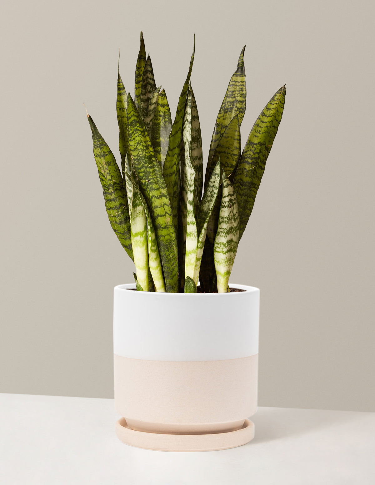 Paşa Kılıcı (Snake Plant) Zeylanica