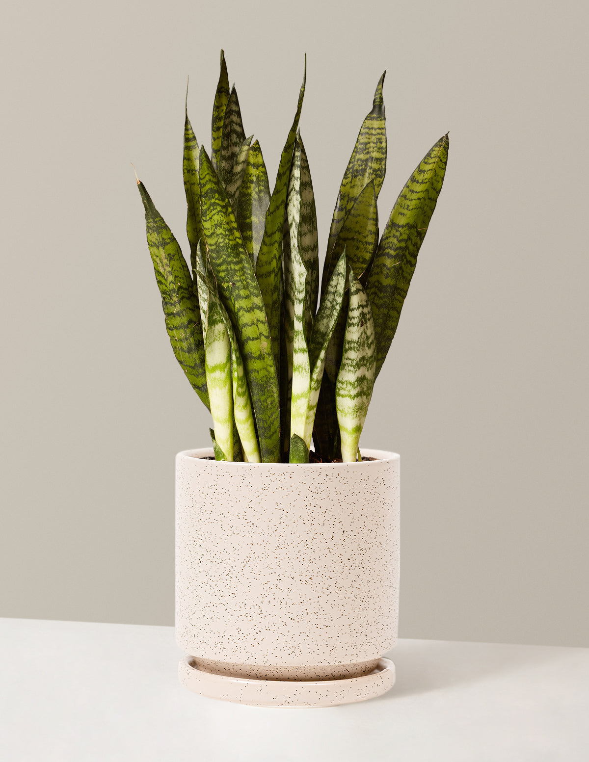 Paşa Kılıcı (Snake Plant) Zeylanica