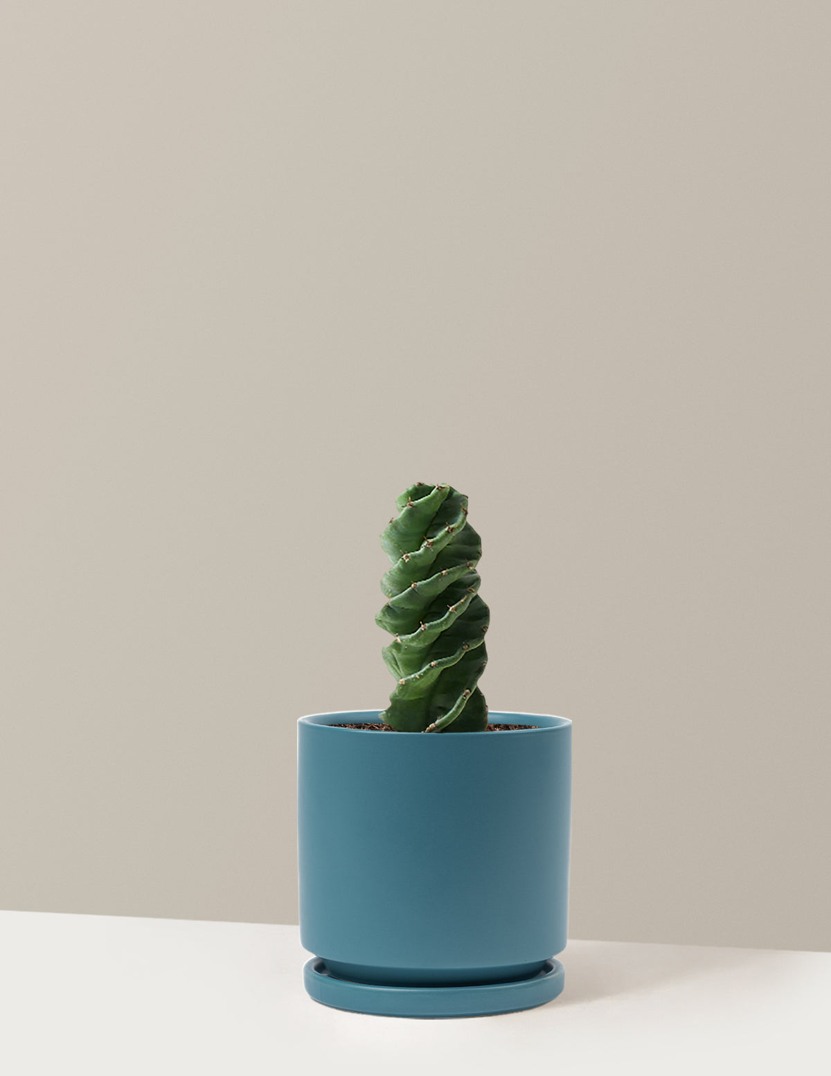 Spiral Kaktüs (Cereus forbesii)