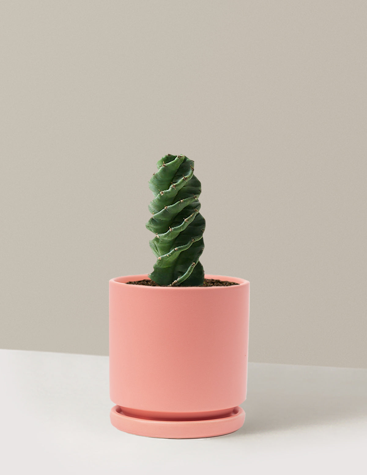 Spiral Kaktüs (Cereus forbesii)