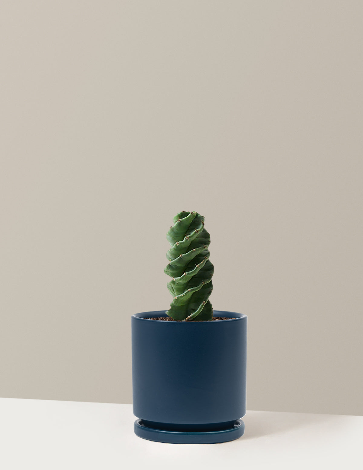 Spiral Kaktüs (Cereus forbesii)