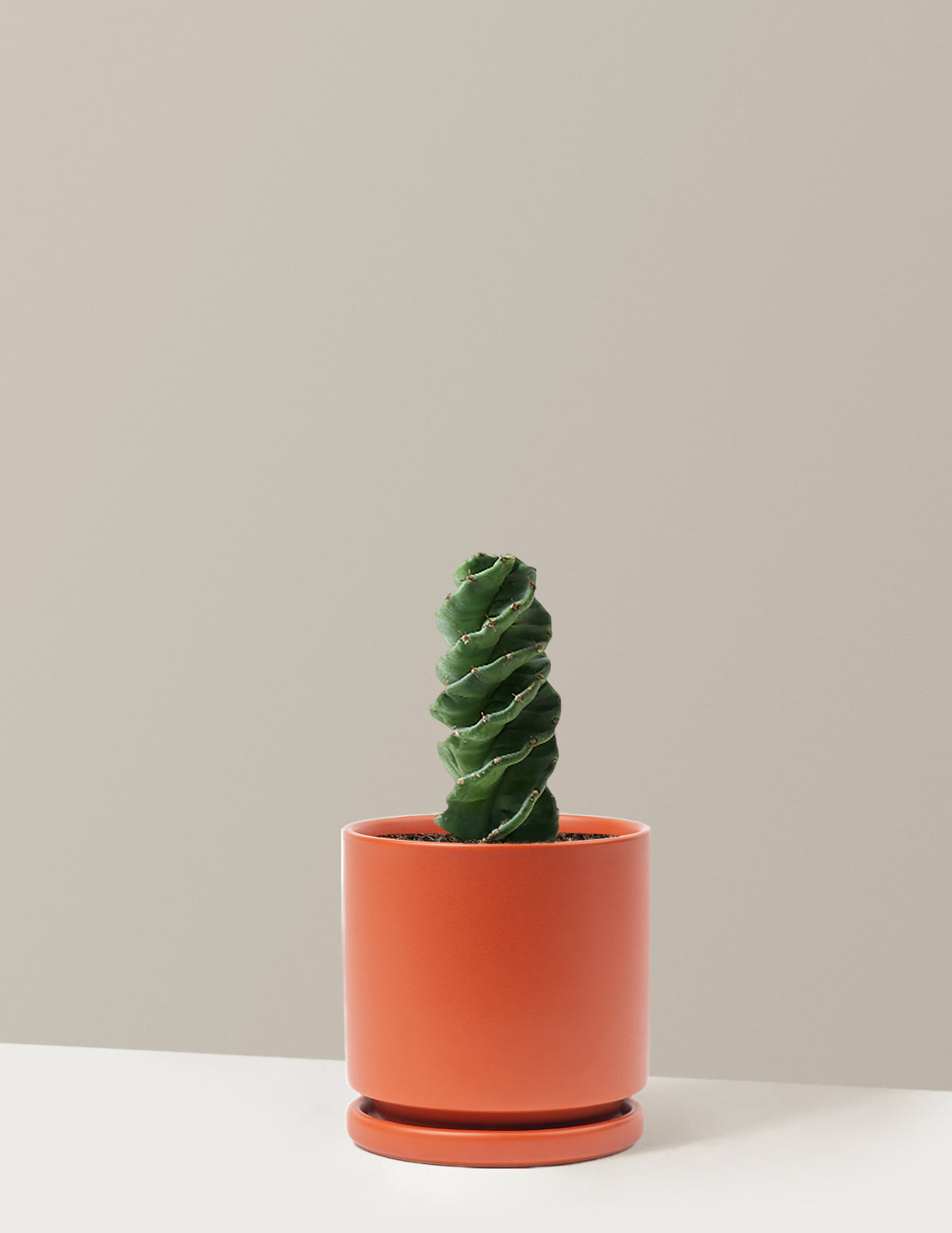 Spiral Kaktüs (Cereus forbesii)