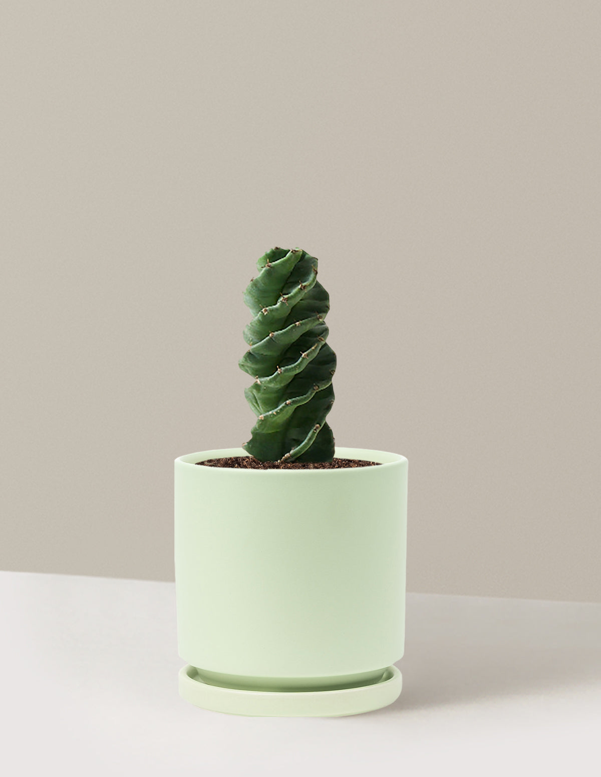 Spiral Kaktüs (Cereus forbesii)