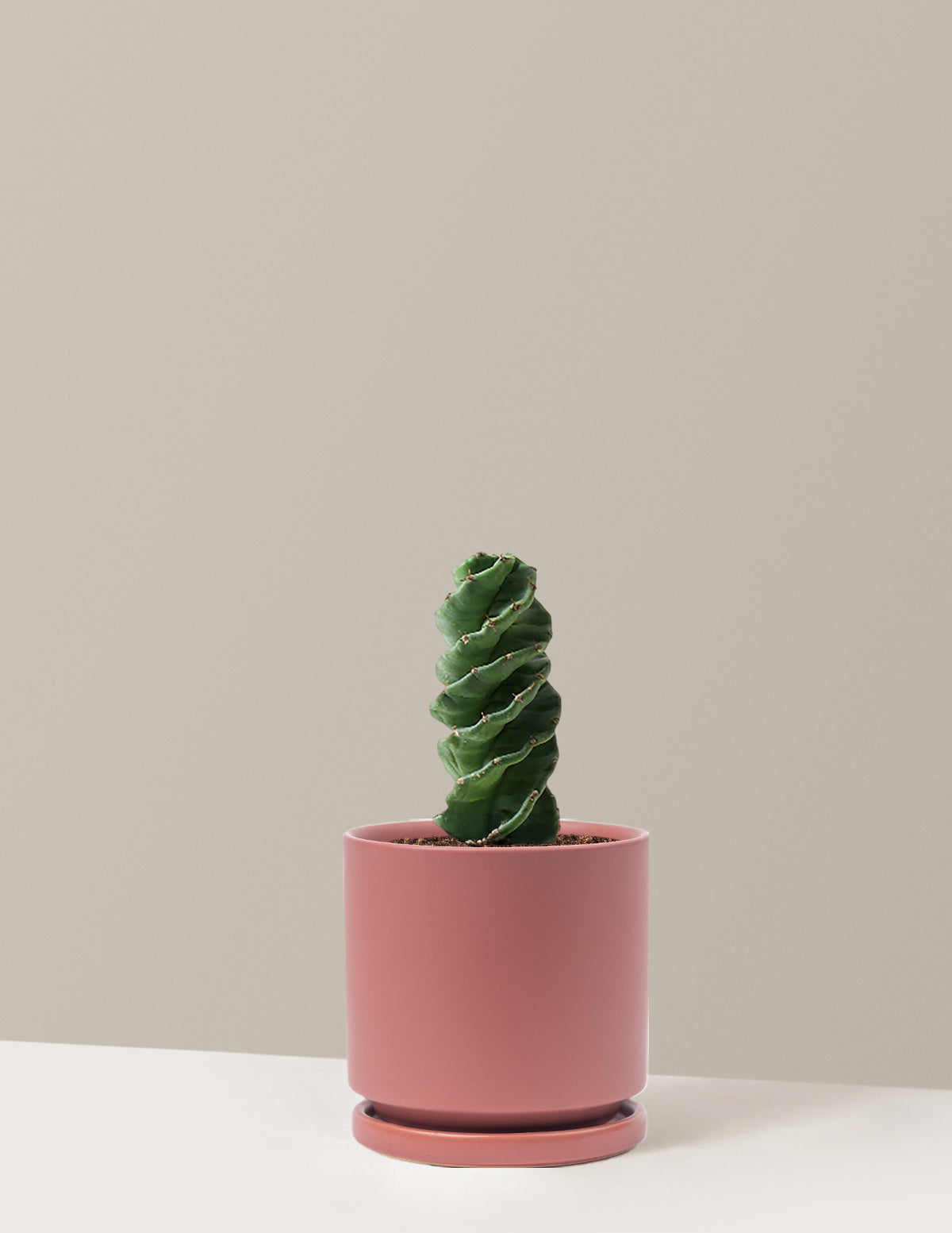 Spiral Kaktüs (Cereus forbesii)