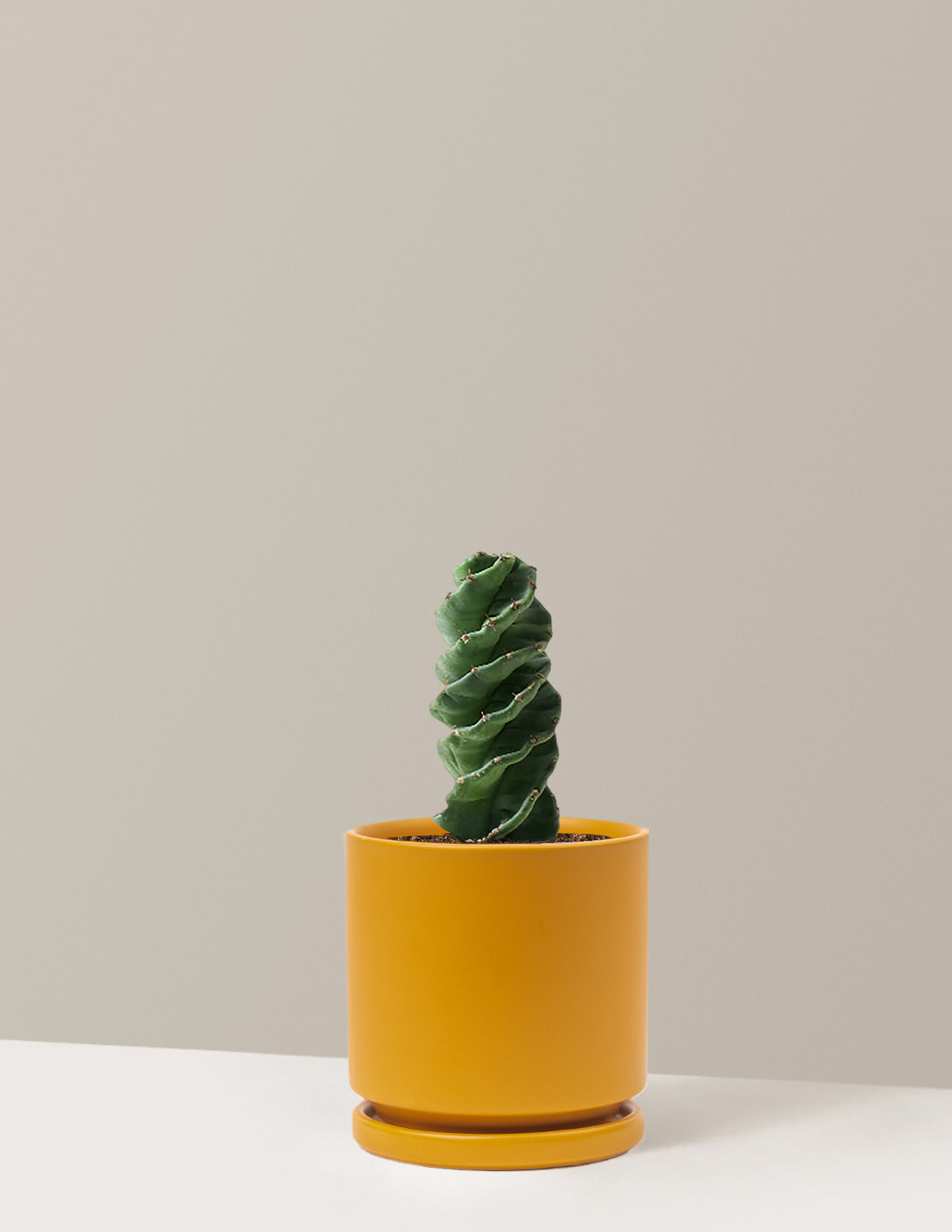Spiral Kaktüs (Cereus forbesii)