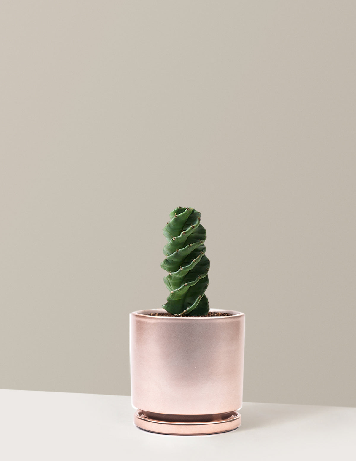 Spiral Kaktüs (Cereus forbesii)
