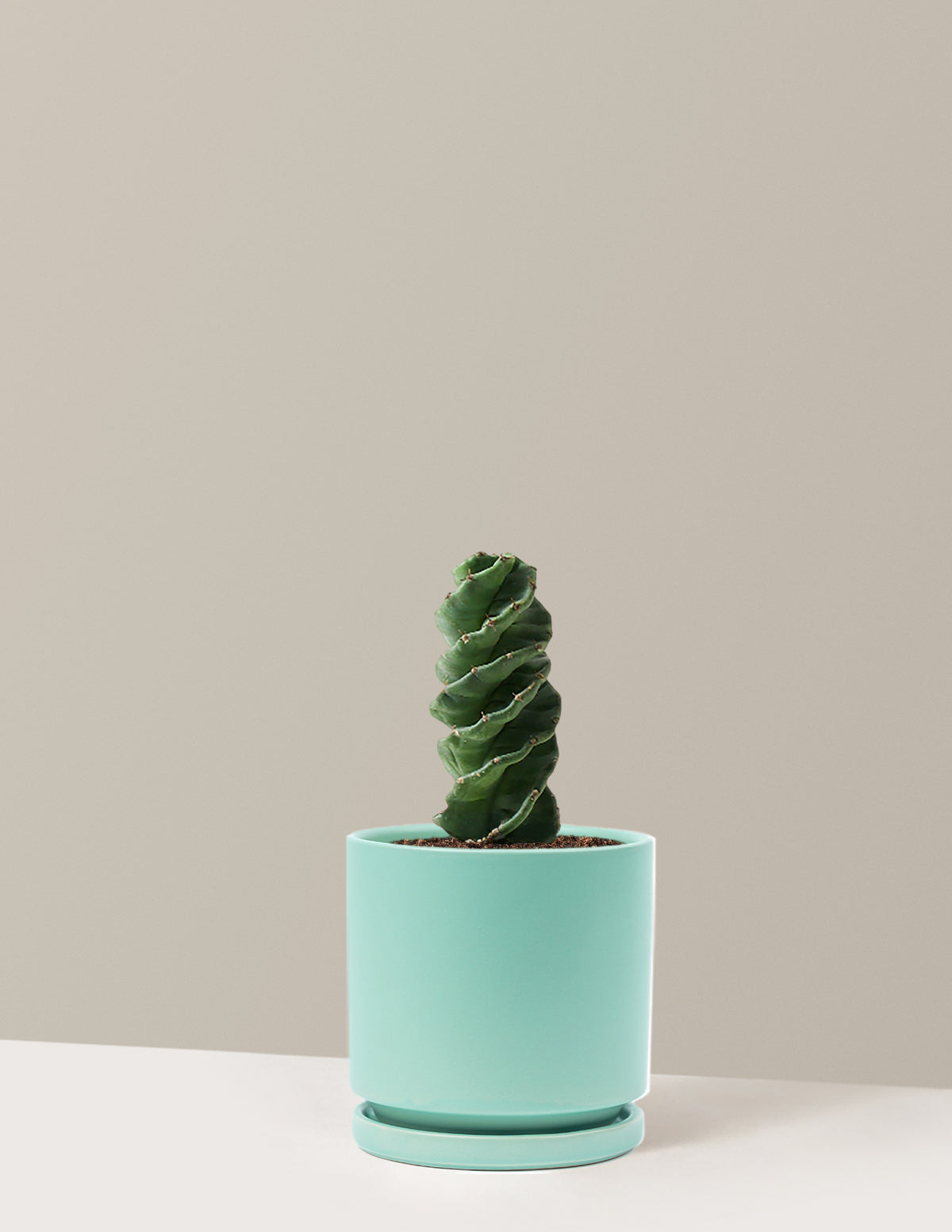 Spiral Kaktüs (Cereus forbesii)