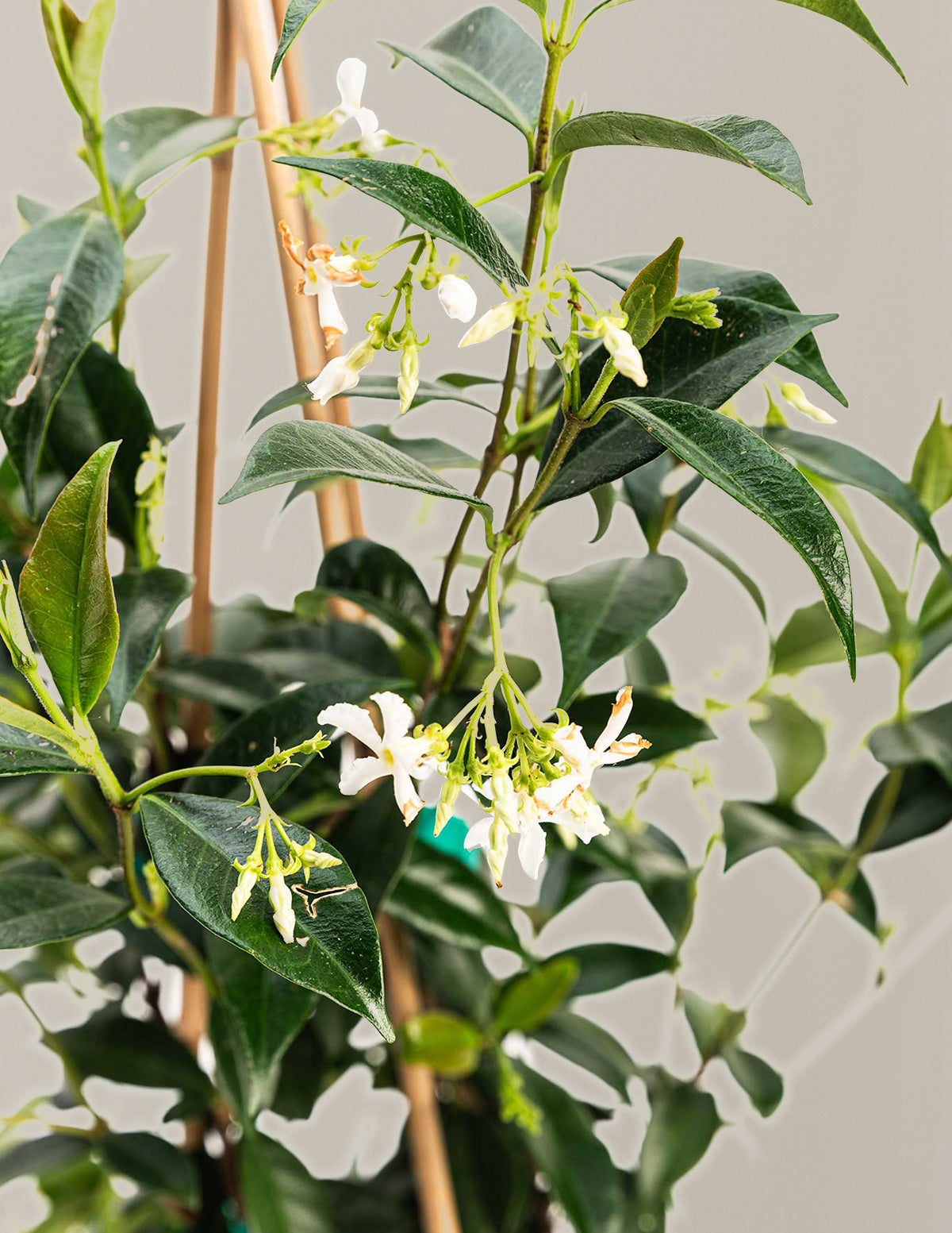 Yıldız Yasemini (Star Jasmine)