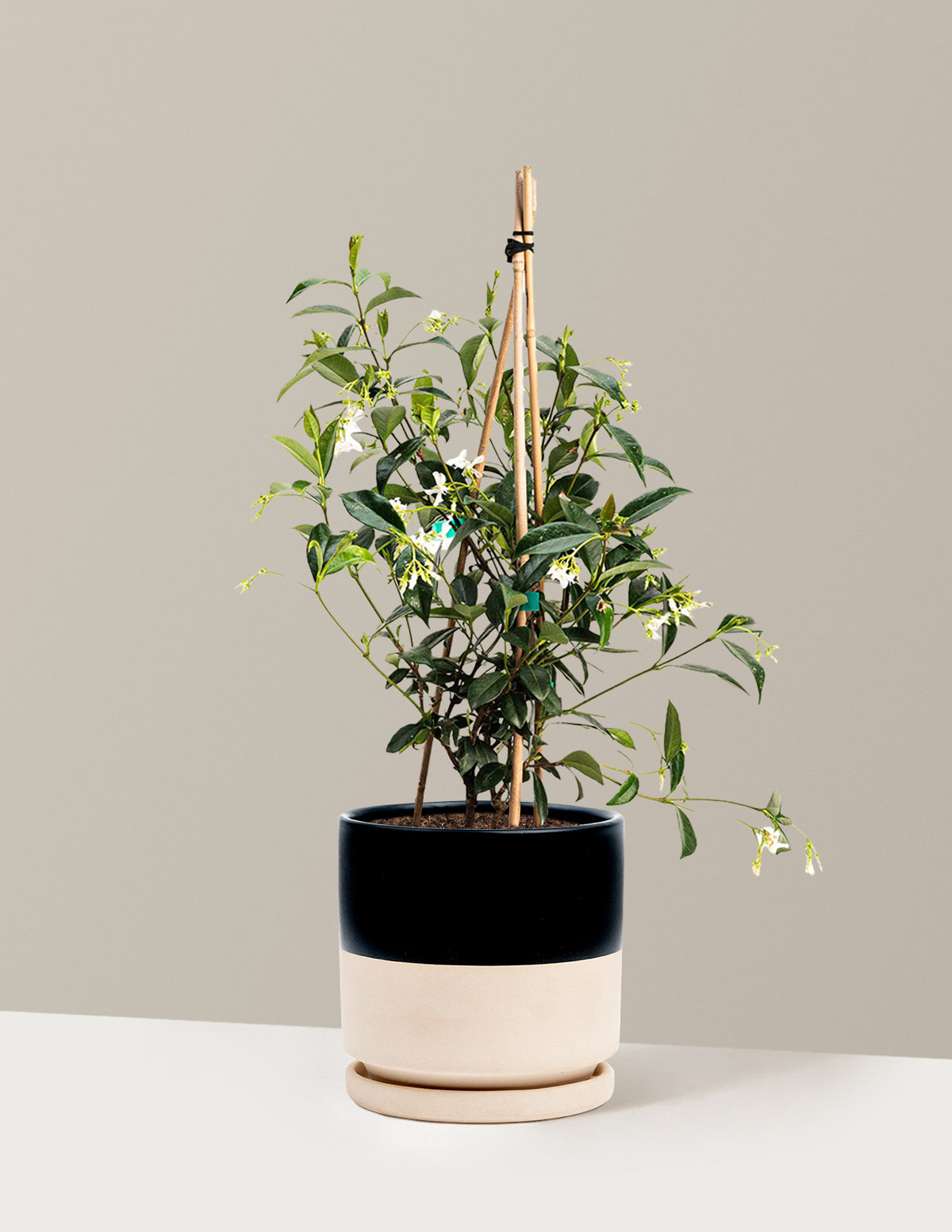 Yıldız Yasemini (Star Jasmine)
