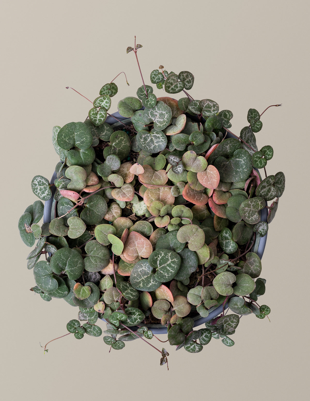 String of Hearts (Kalp Kalbe Karşı)