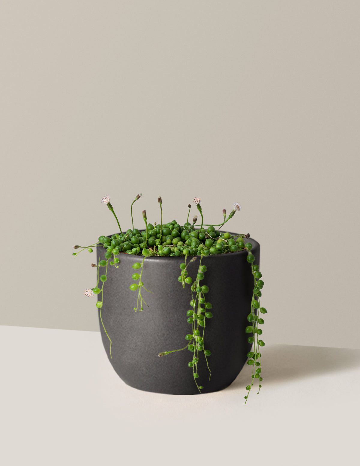 İnci Kolyesi (String of Pearls)