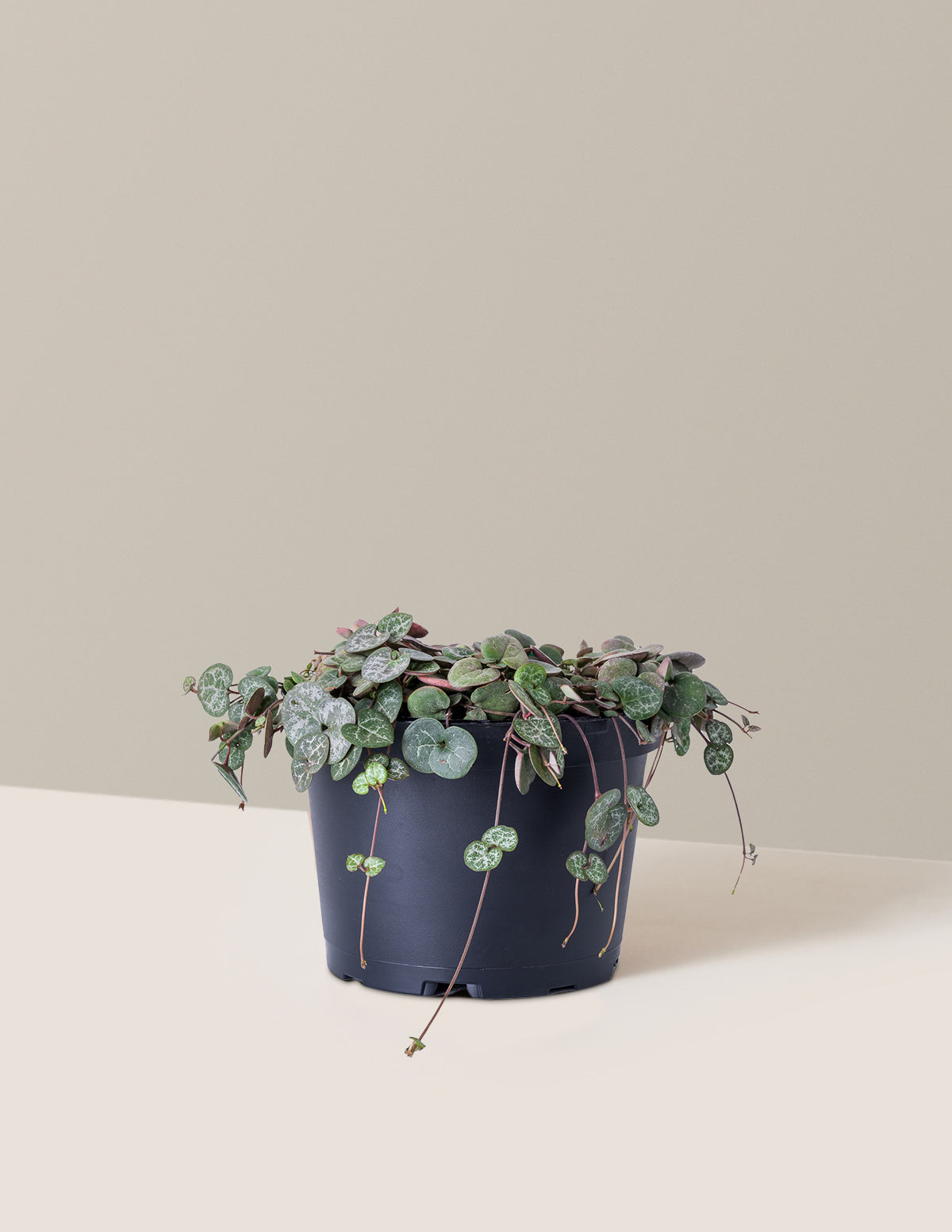 String of Hearts (Kalp Kalbe Karşı)