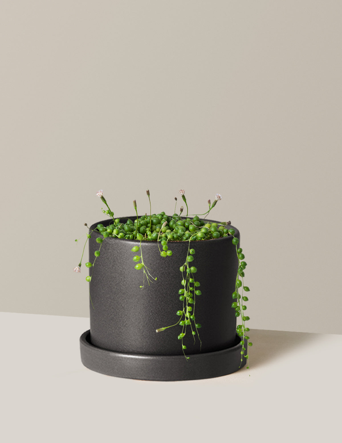 İnci Kolyesi (String of Pearls)
