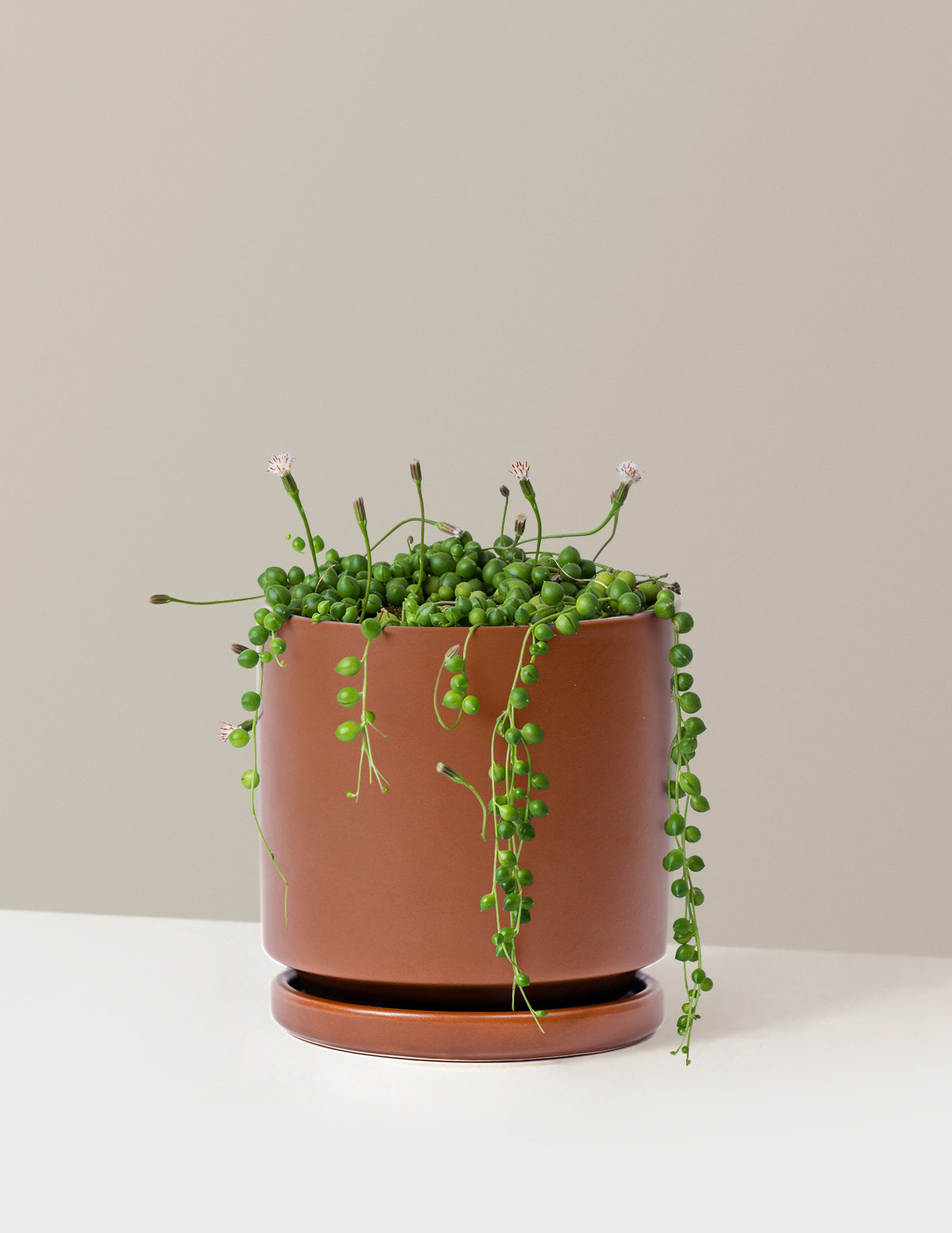 İnci Kolyesi (String of Pearls)