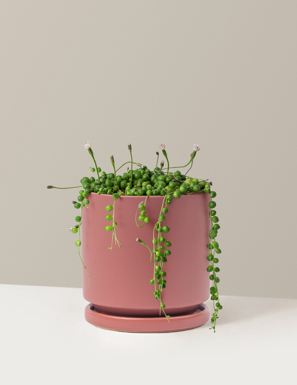 İnci Kolyesi (String of Pearls)