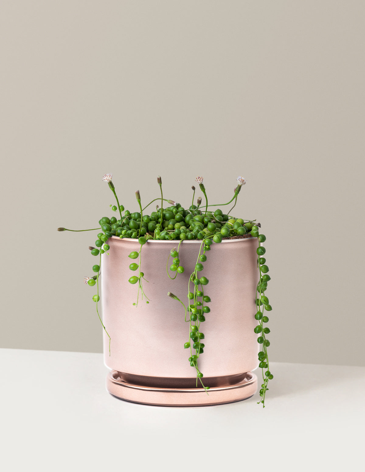 İnci Kolyesi (String of Pearls)