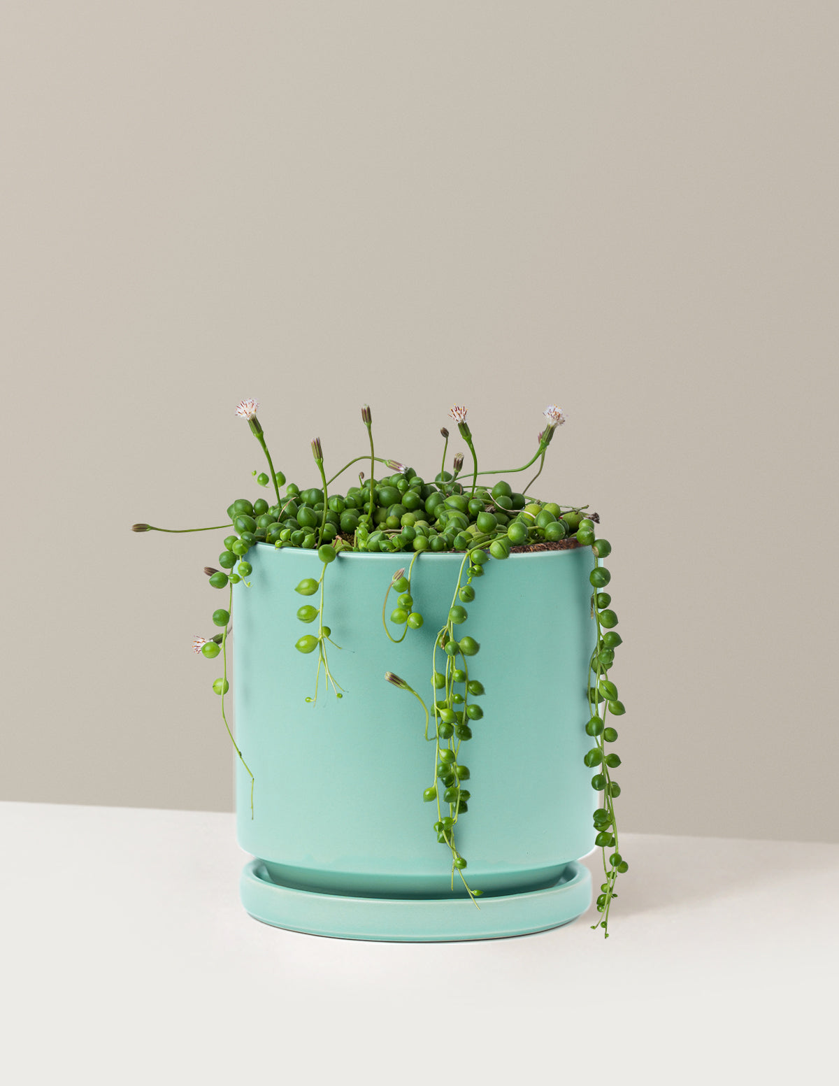 İnci Kolyesi (String of Pearls)