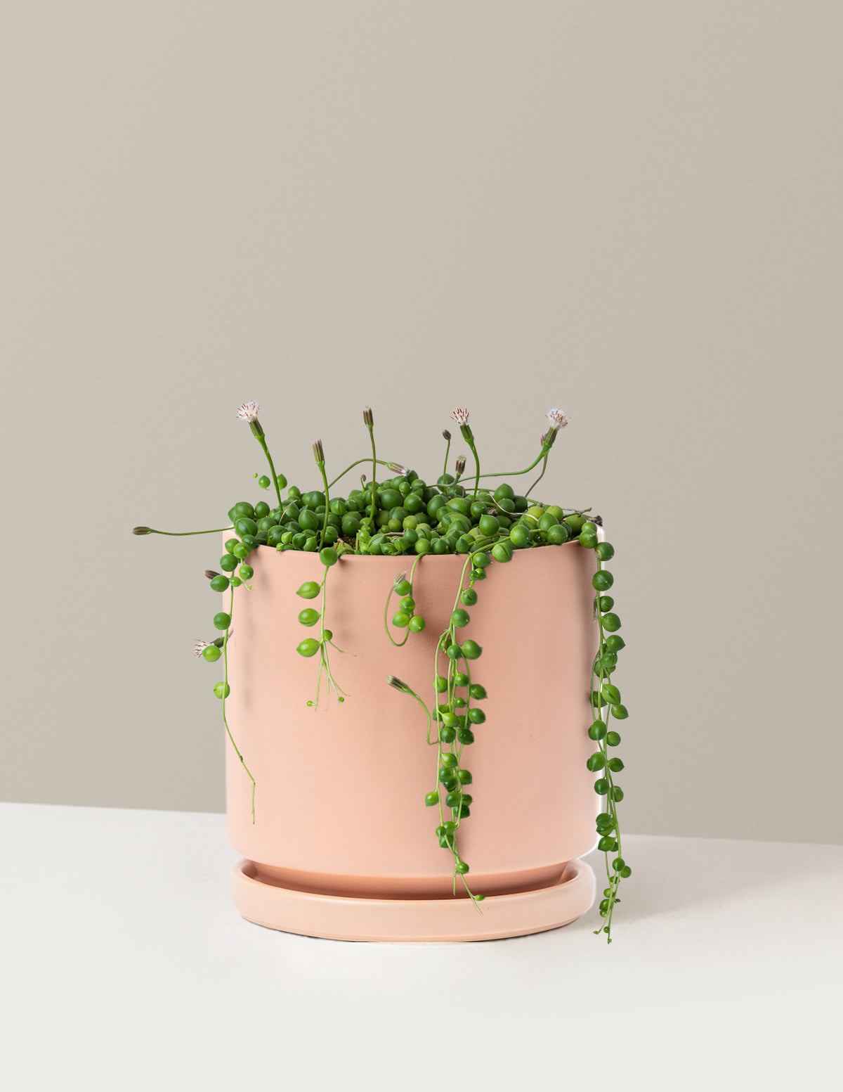 İnci Kolyesi (String of Pearls)