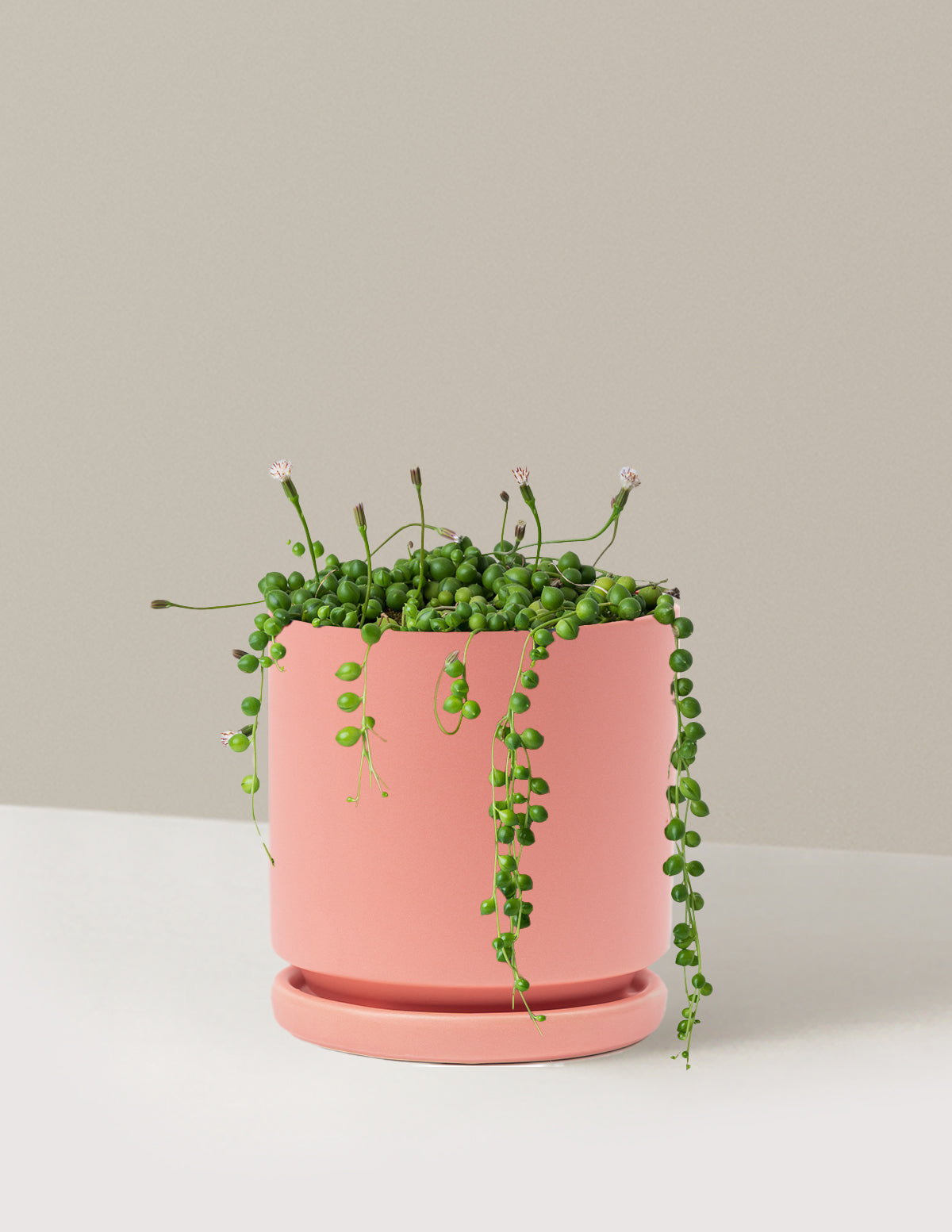İnci Kolyesi (String of Pearls)