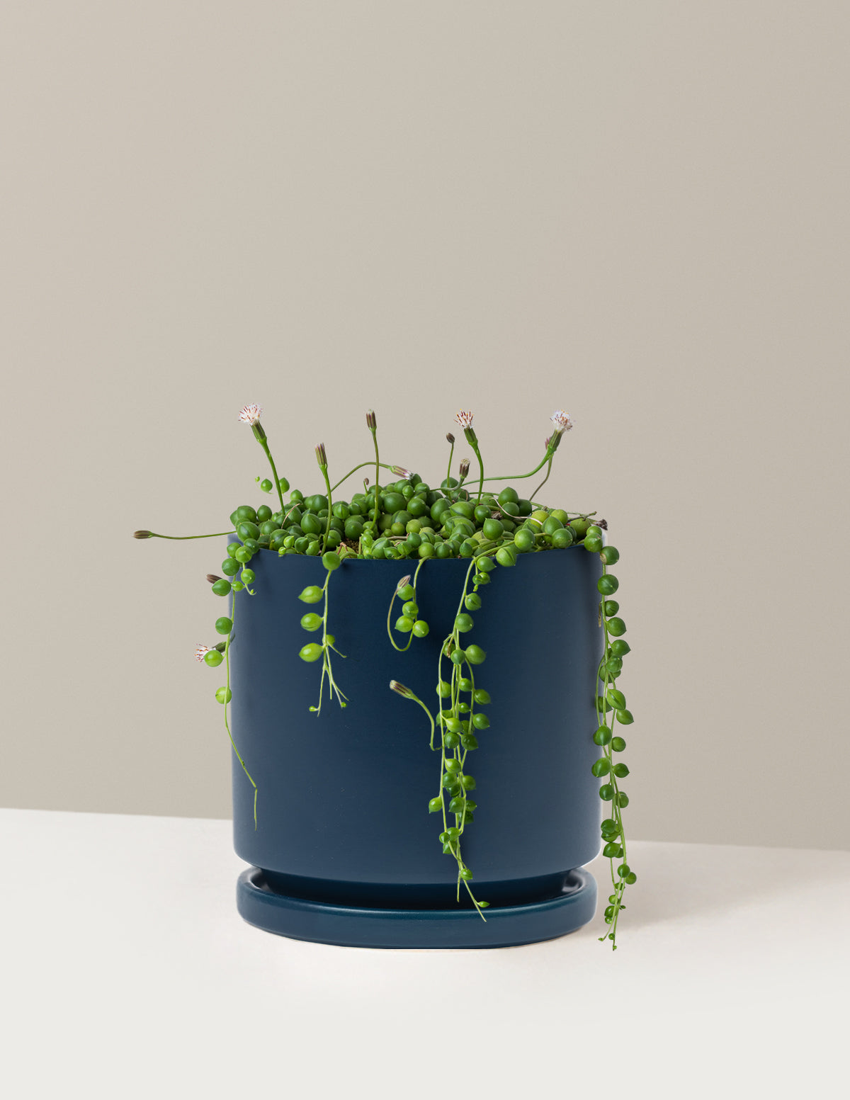 İnci Kolyesi (String of Pearls)