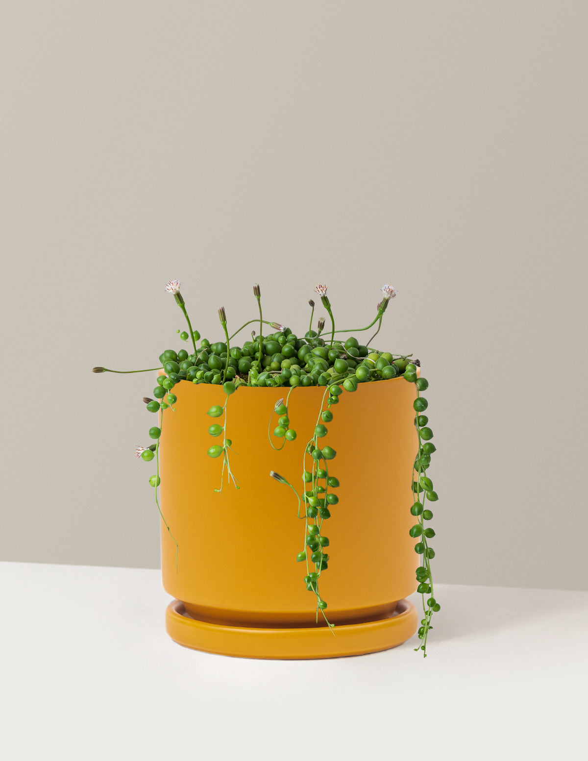 İnci Kolyesi (String of Pearls)