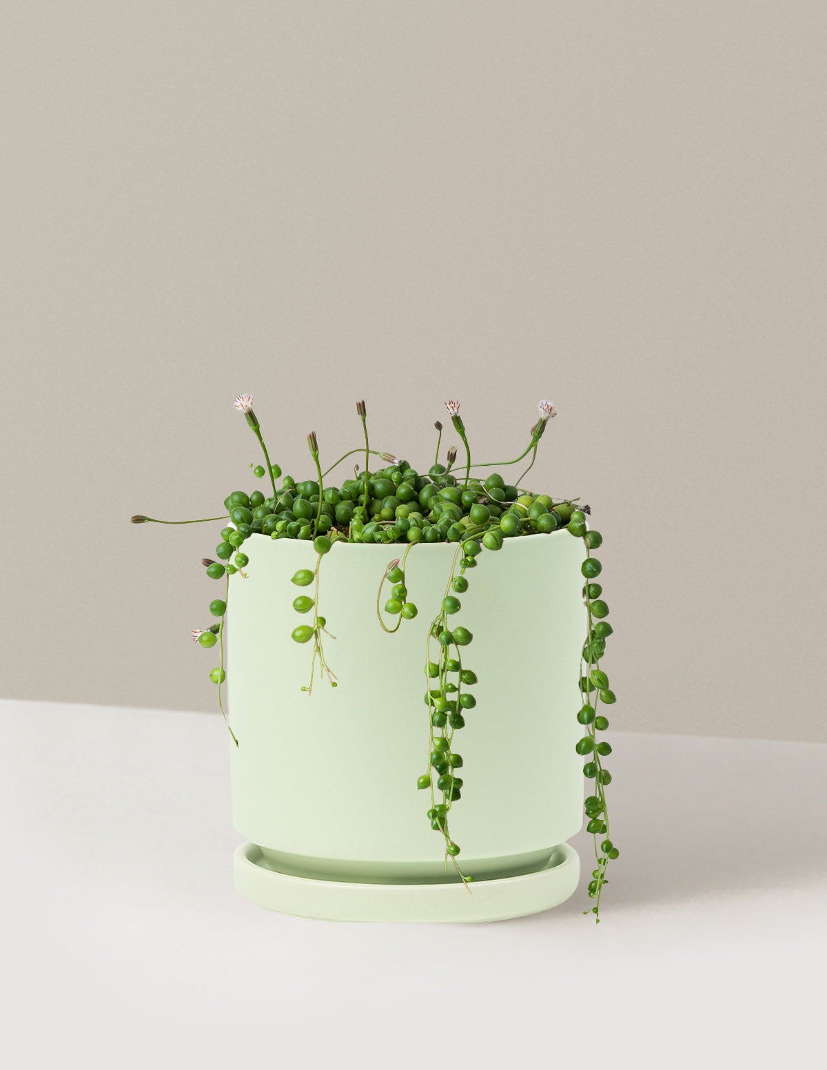 İnci Kolyesi (String of Pearls)