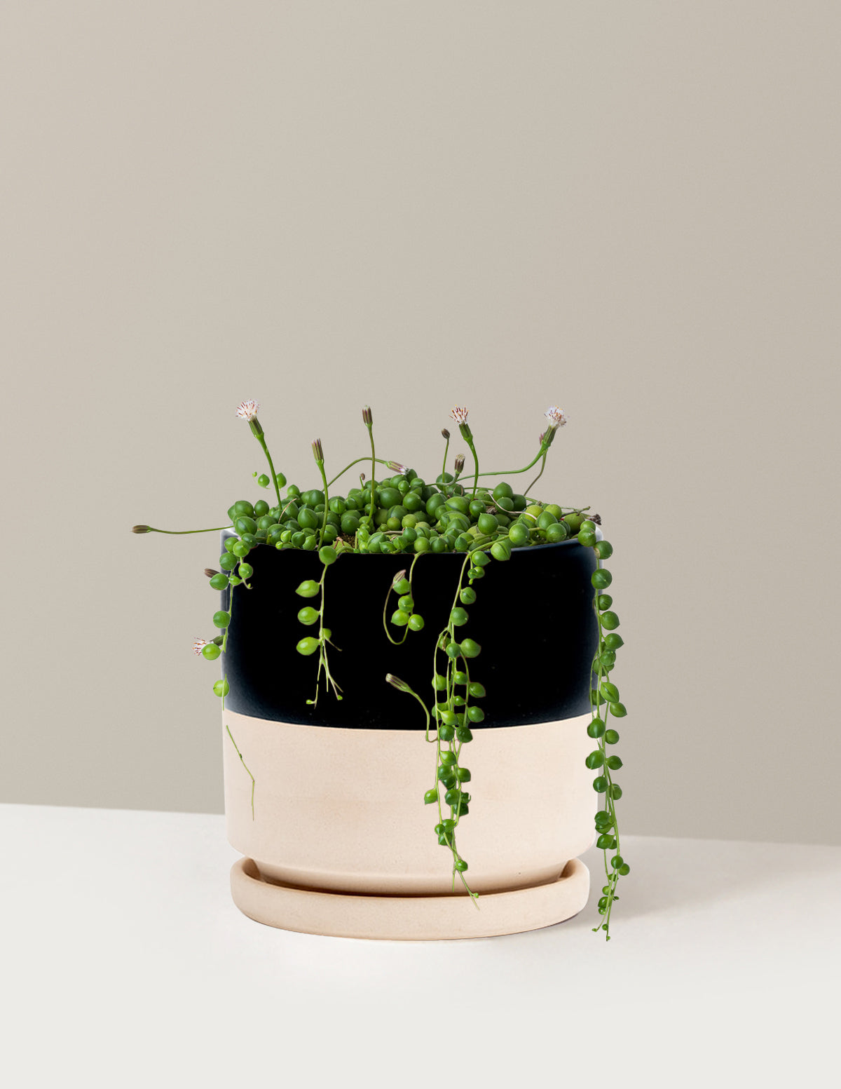 İnci Kolyesi (String of Pearls)