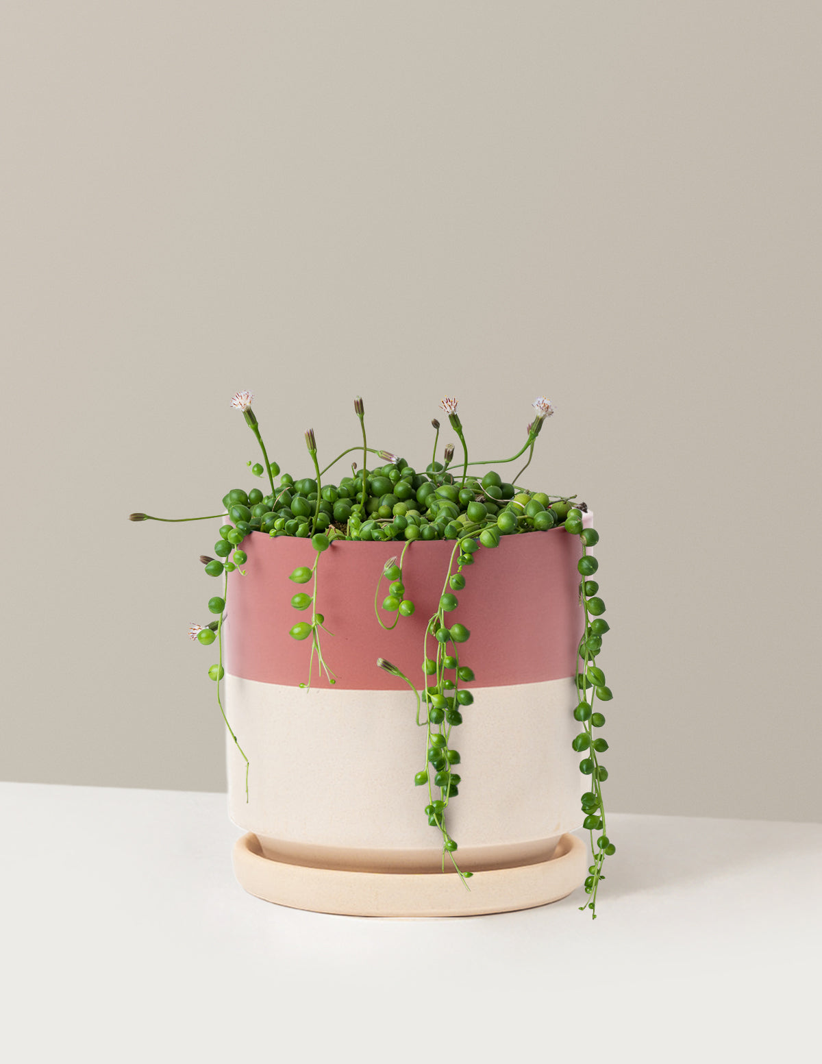 İnci Kolyesi (String of Pearls)