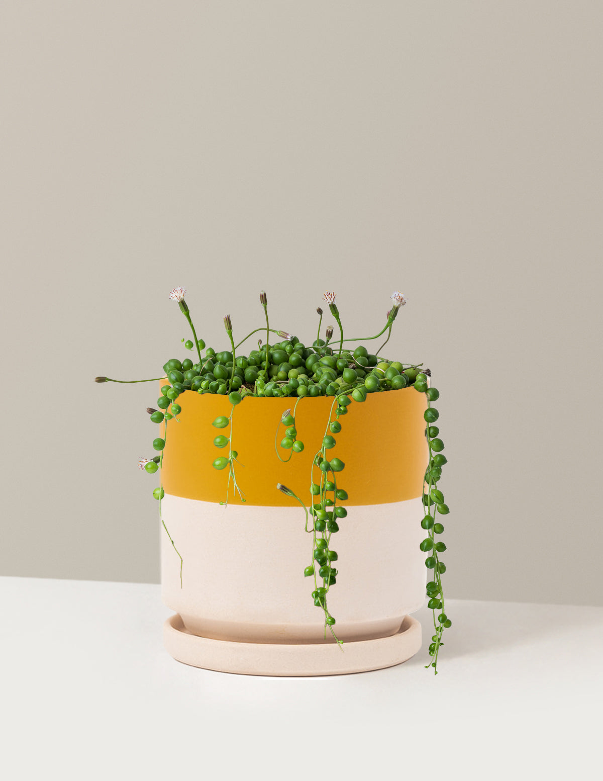 İnci Kolyesi (String of Pearls)