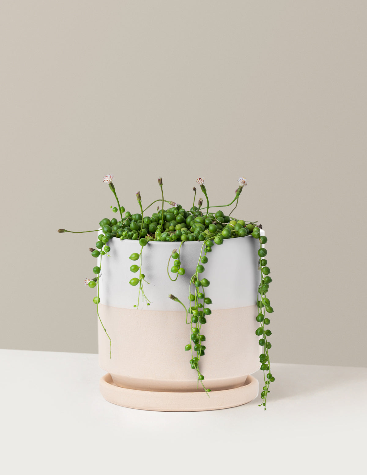 İnci Kolyesi (String of Pearls)