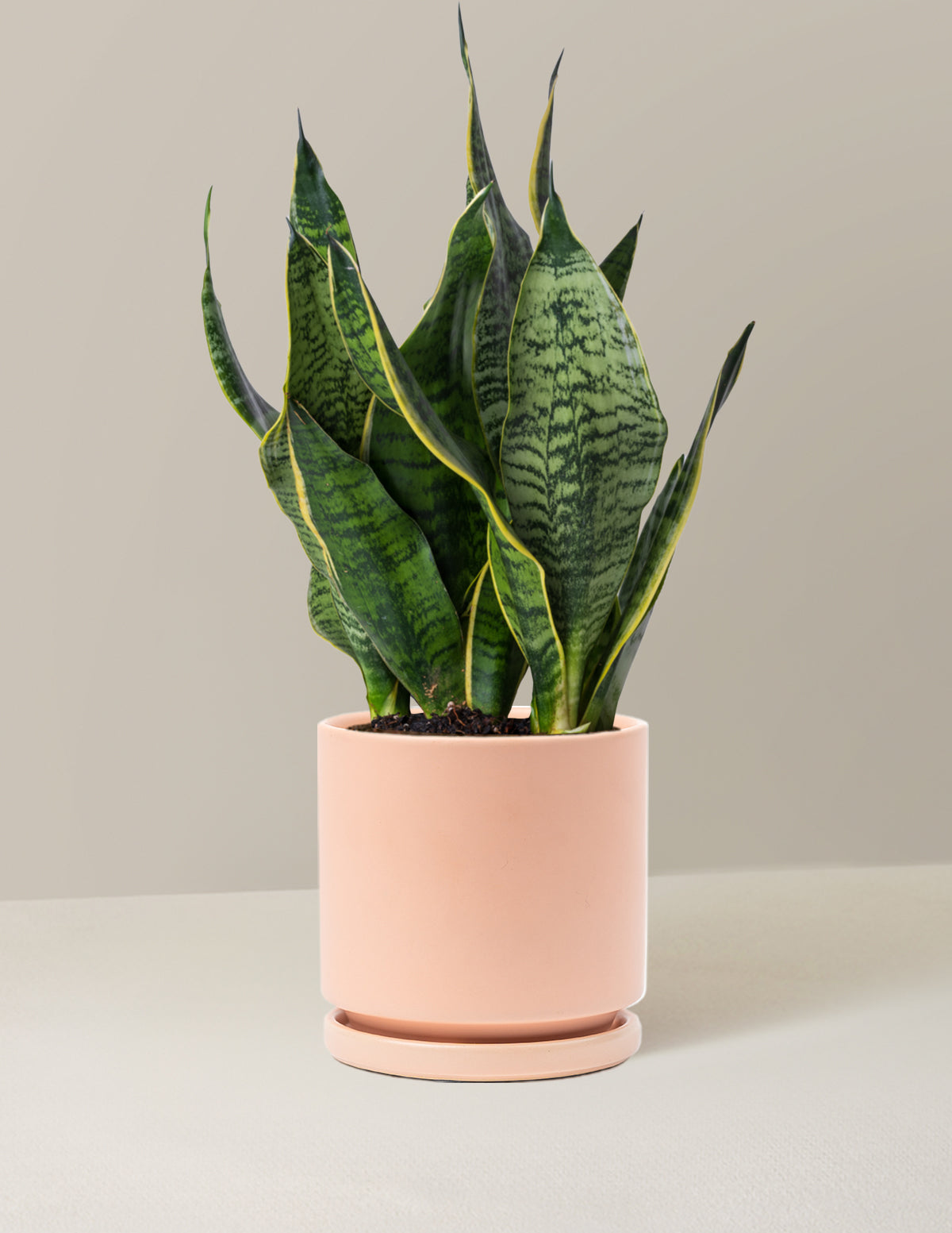 Paşa Kılıcı (Snake Plant) 'Futura Superba'