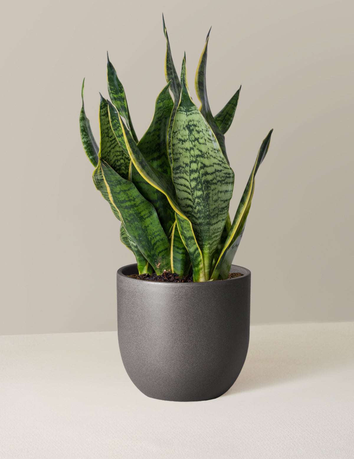 Paşa Kılıcı (Snake Plant) 'Futura Superba'