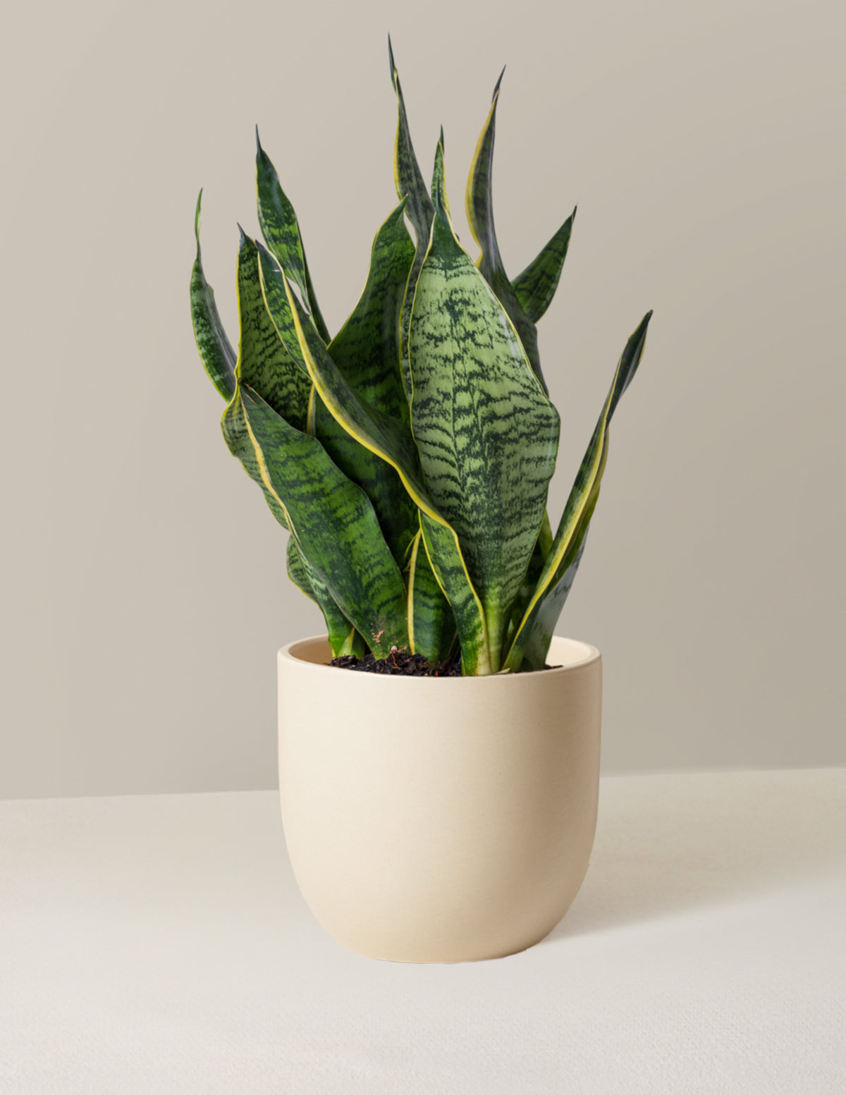 Paşa Kılıcı (Snake Plant) 'Futura Superba'
