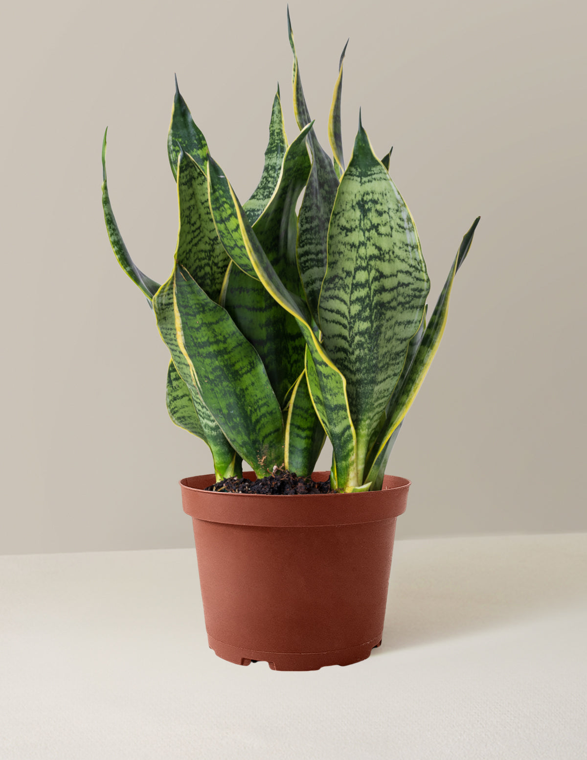 Paşa Kılıcı (Snake Plant) 'Futura Superba'