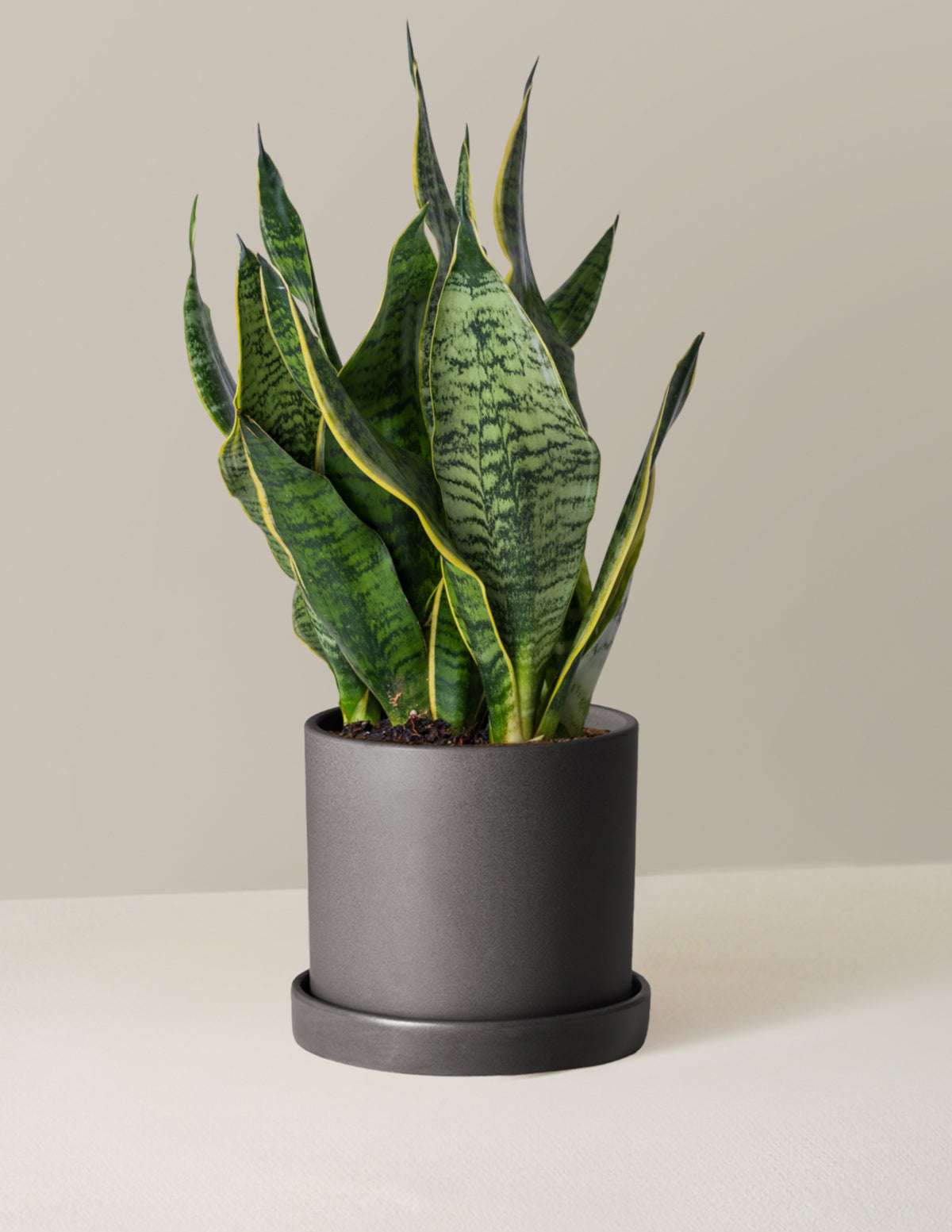 Paşa Kılıcı (Snake Plant) 'Futura Superba'