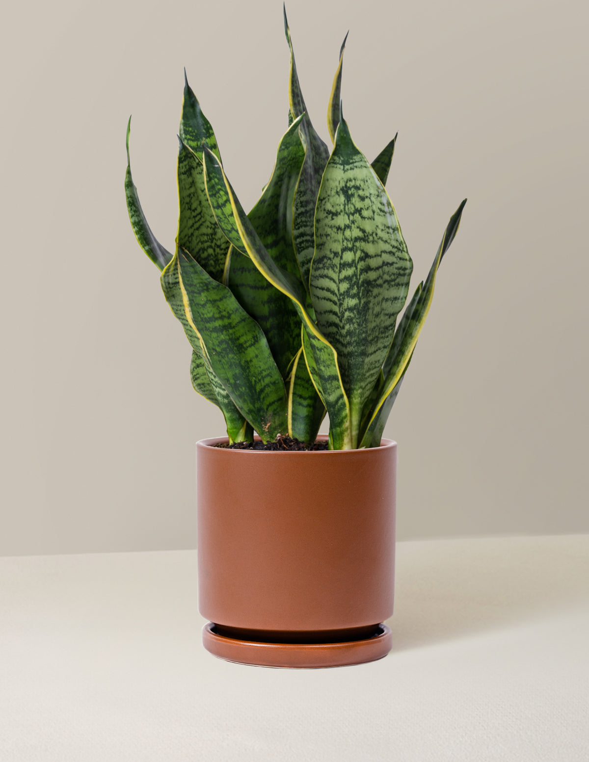 Paşa Kılıcı (Snake Plant) 'Futura Superba'