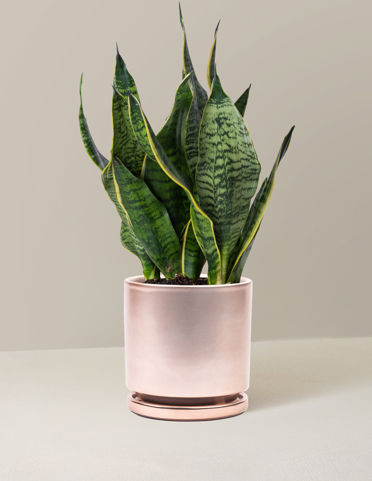 Paşa Kılıcı (Snake Plant) 'Futura Superba'