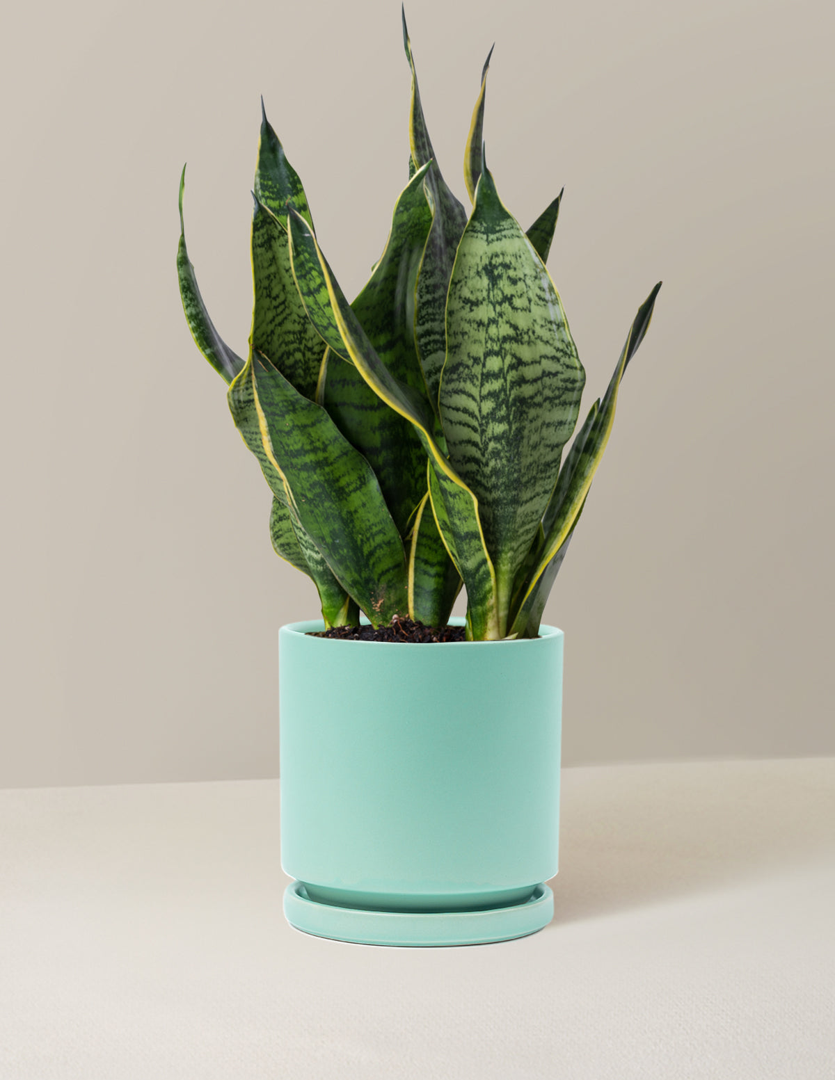 Paşa Kılıcı (Snake Plant) 'Futura Superba'