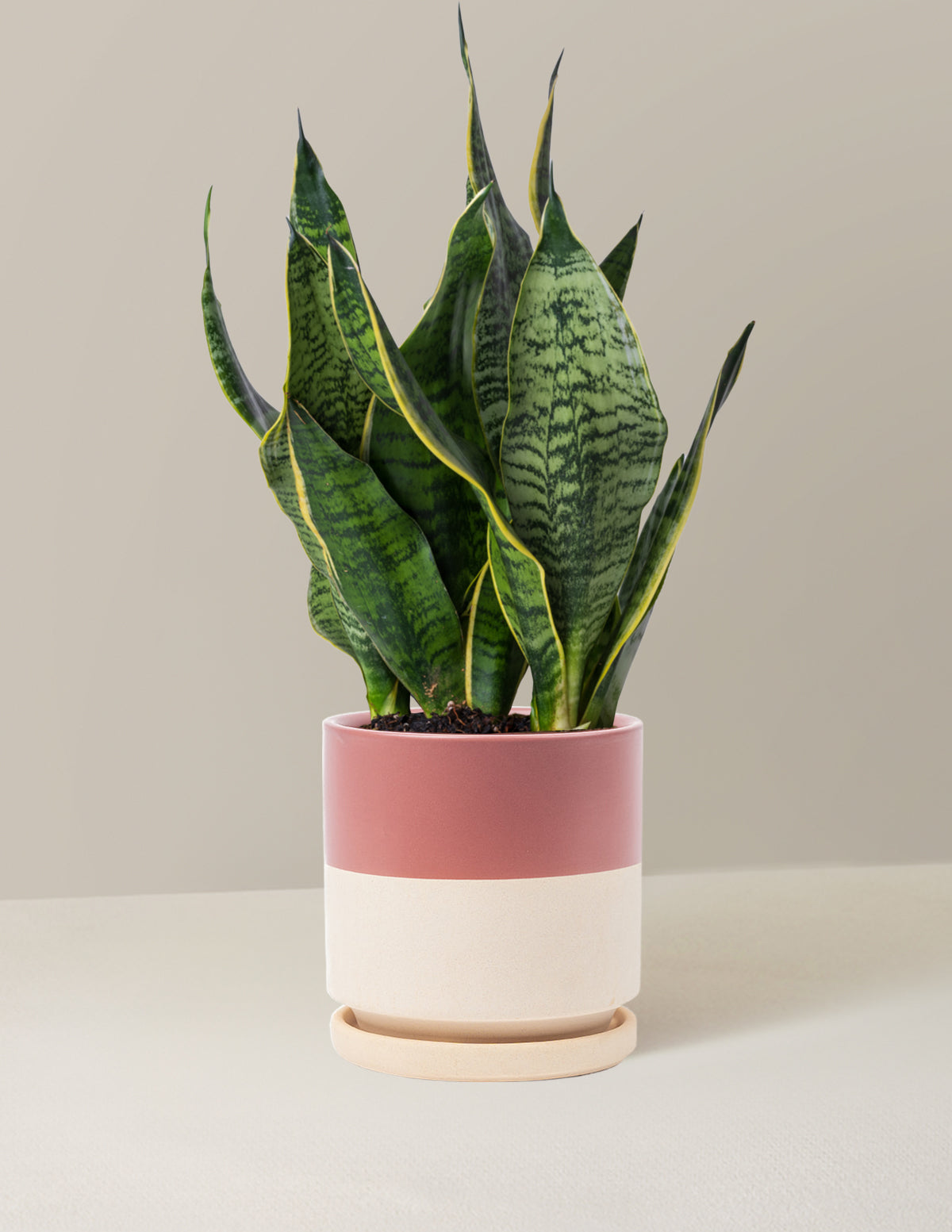 Paşa Kılıcı (Snake Plant) 'Futura Superba'