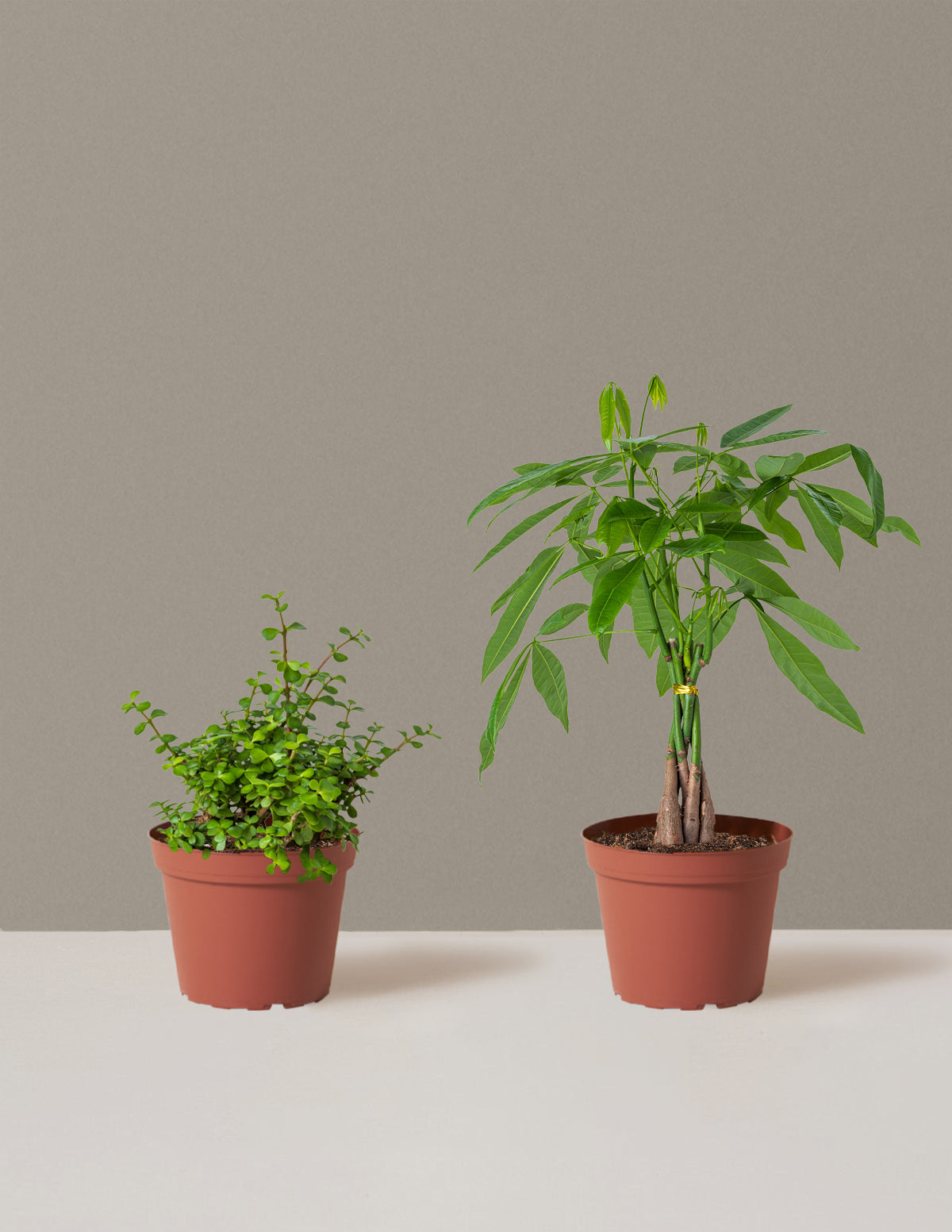 Prosperity Duo